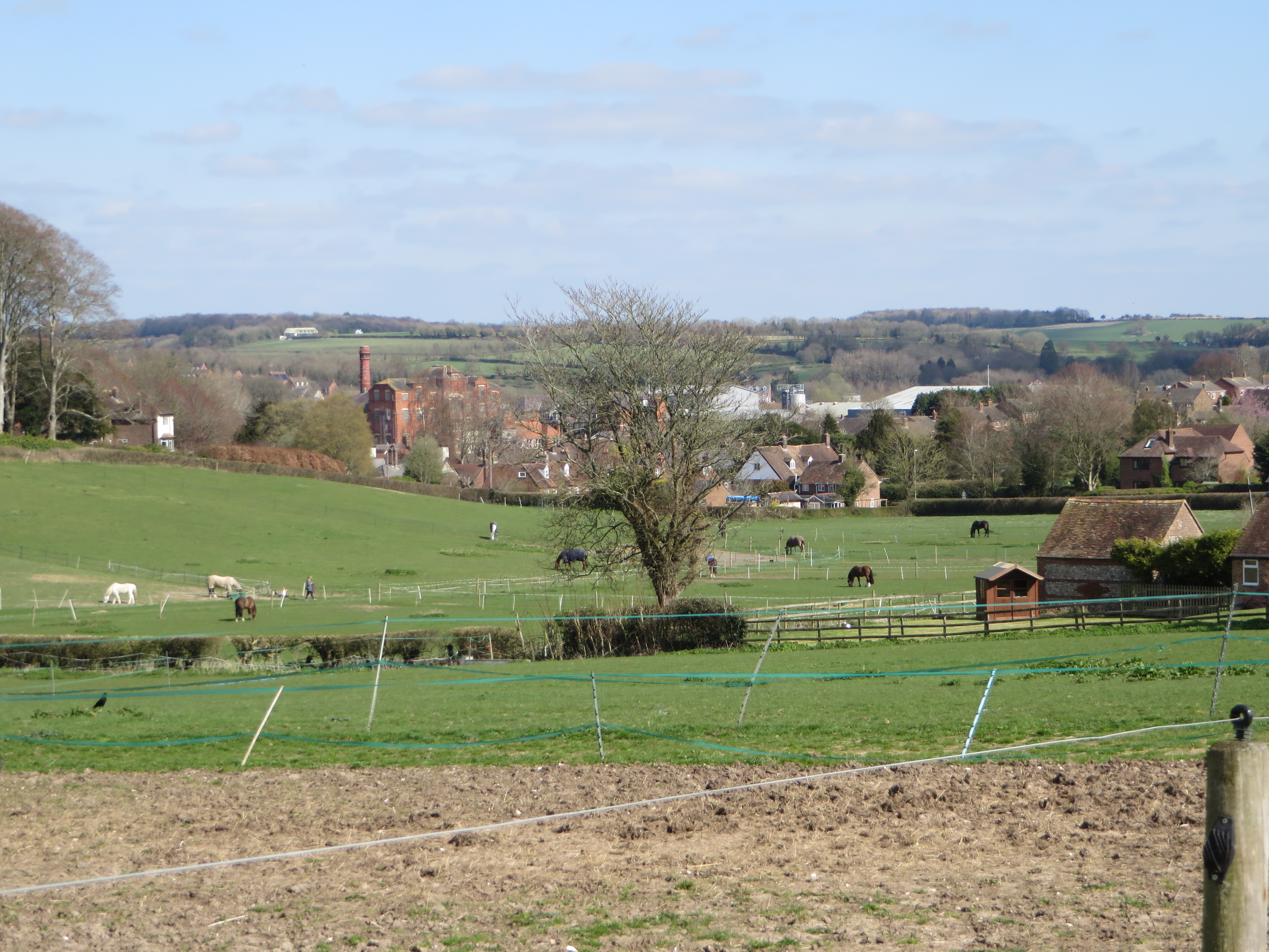 Horses on agricultural land, with village behind