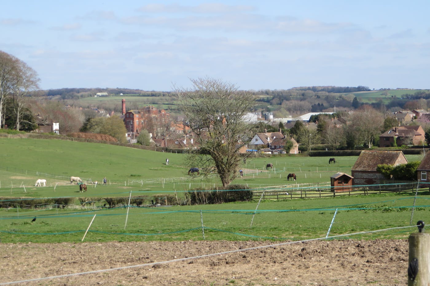Horses on agricultural land, with village behind