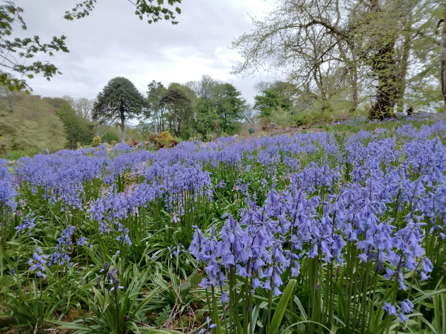 Woodland garden of bluebells