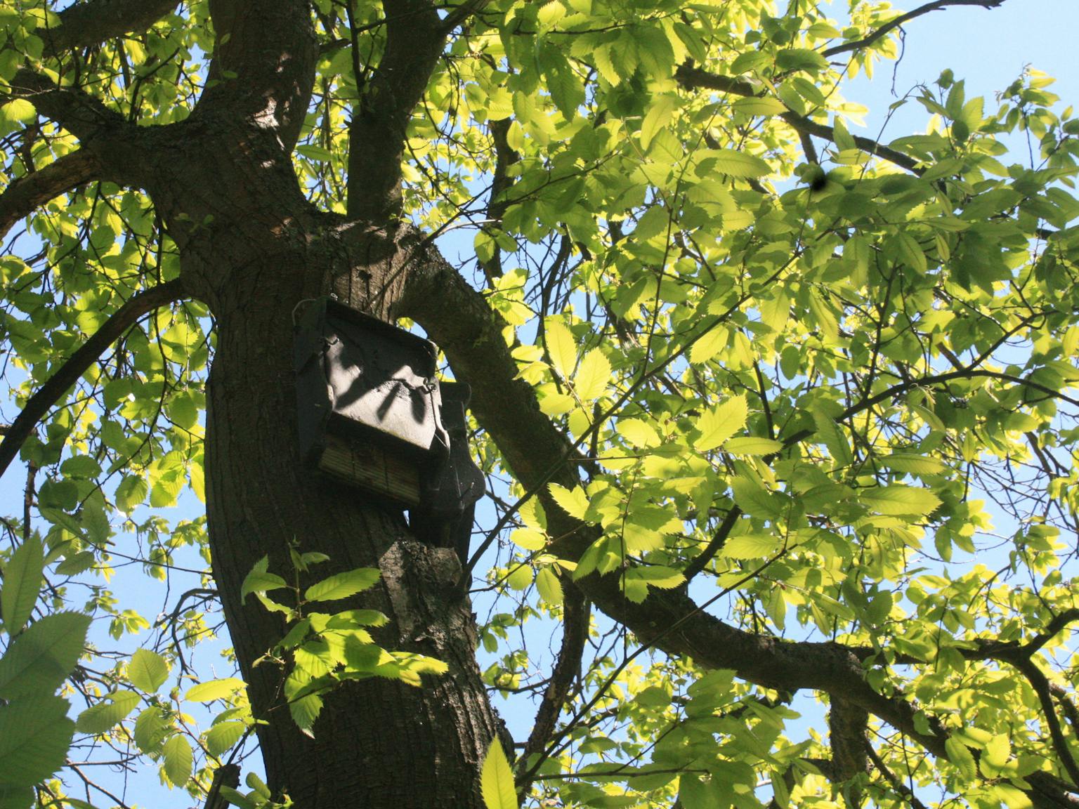 Bird box in tree