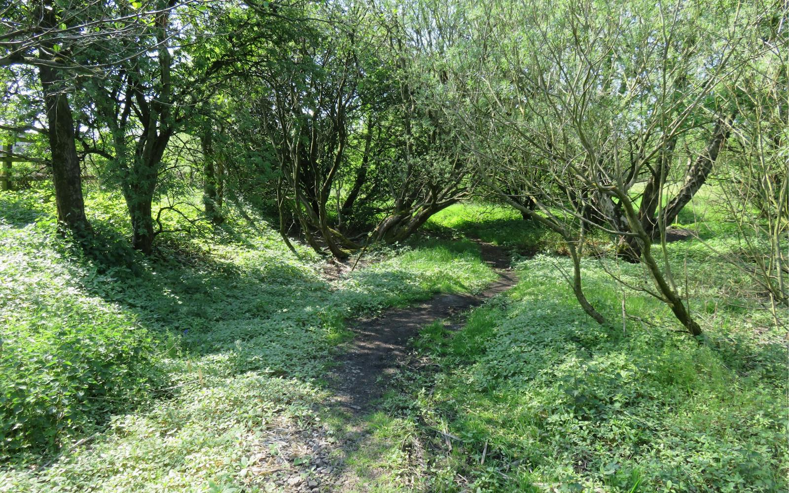 Woodland area with mud trail
