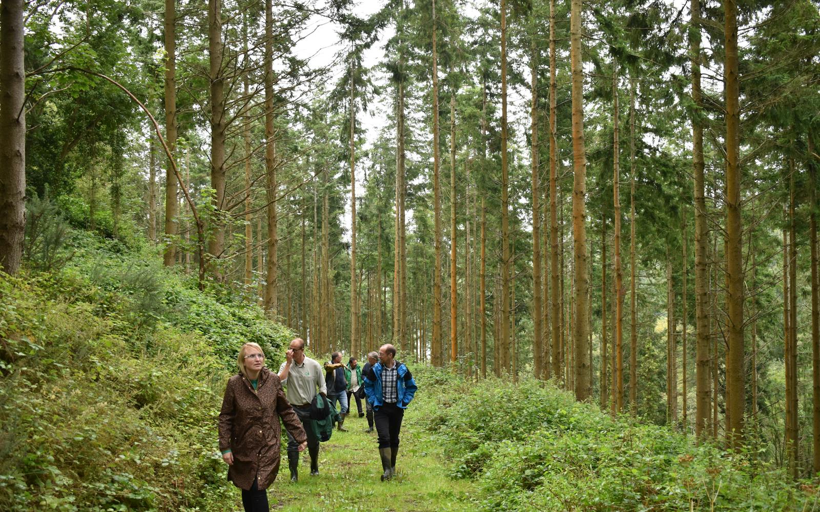 Group of people walking in forest