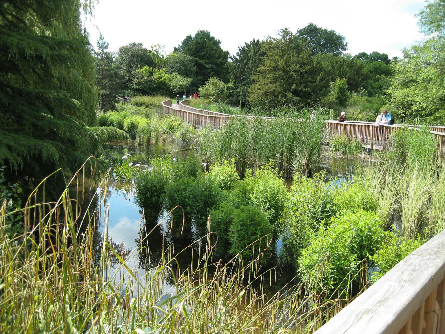 Nature reserve with wooden walkway, foliage and water