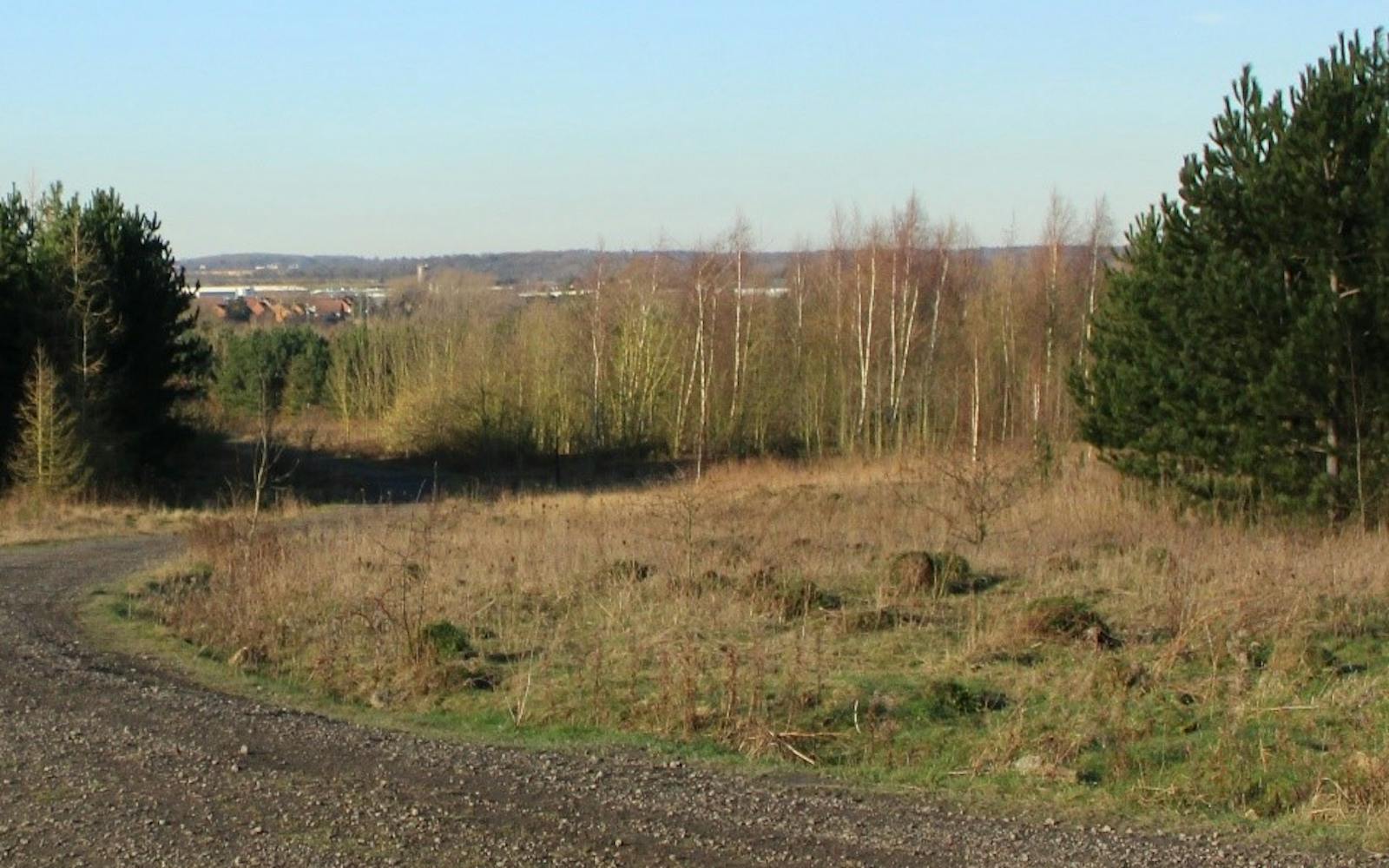 dry grassy area with trees