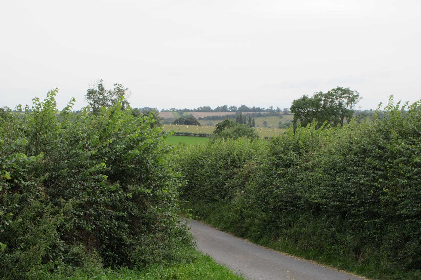 Country road with hedges either side