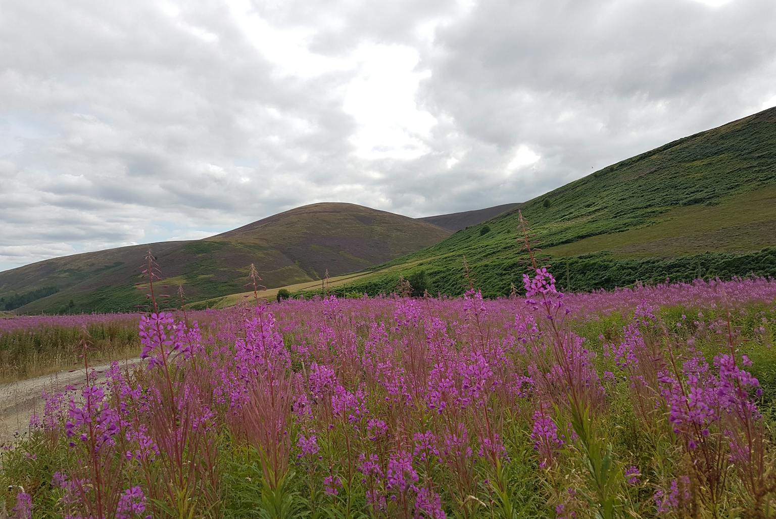 Upland landscape with pink flowers