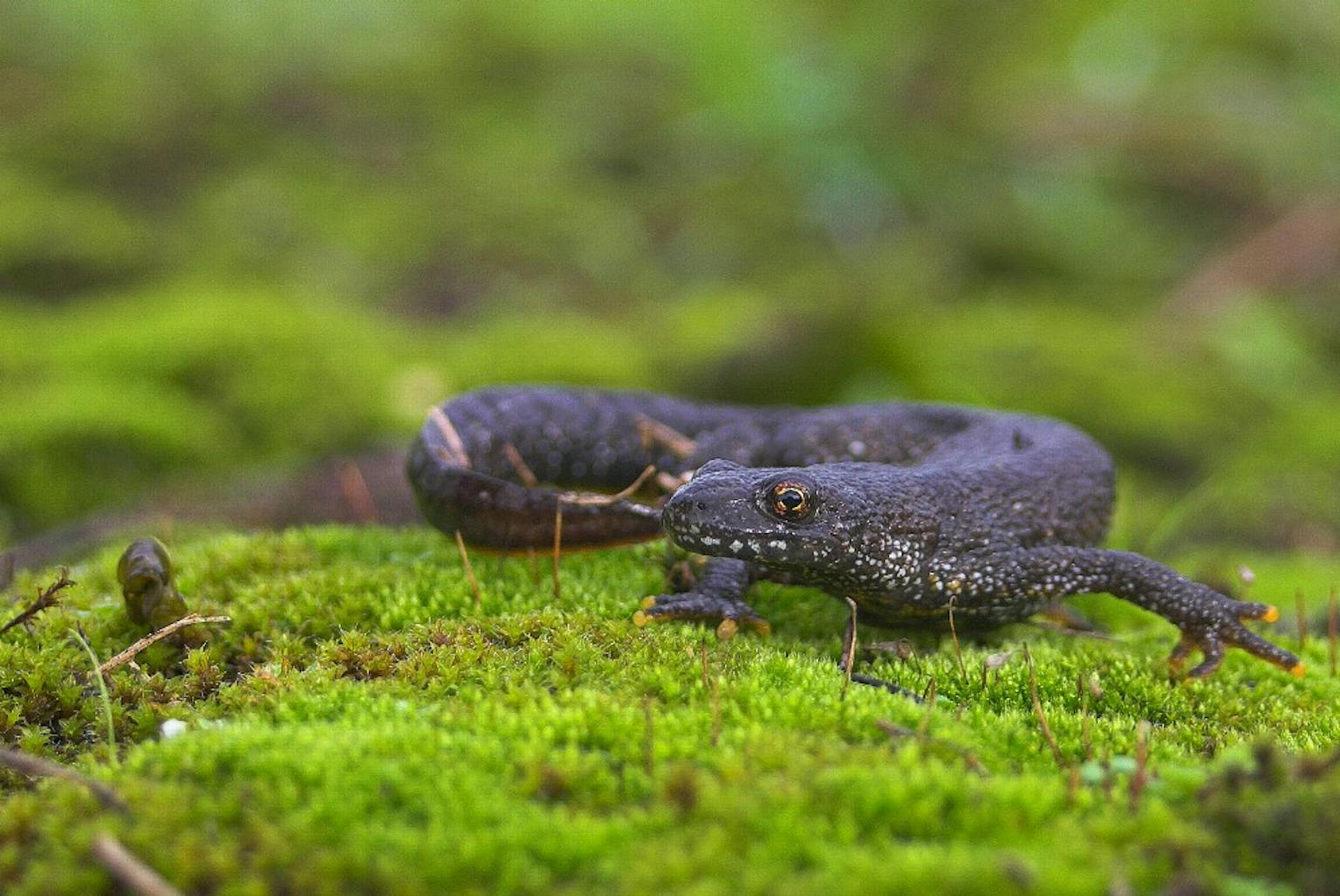 Great crested newt licensing