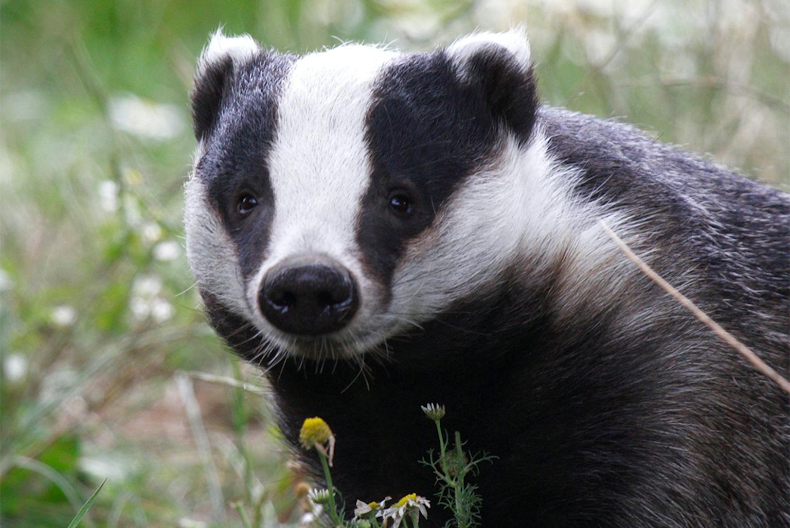 LUC Ecologist Granted New SNH Badger Licence