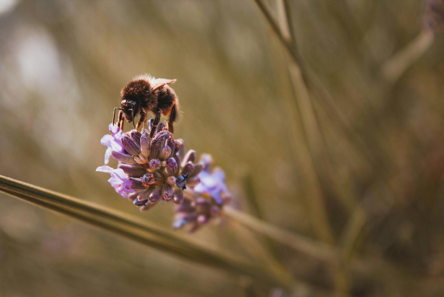 Pollinating bee