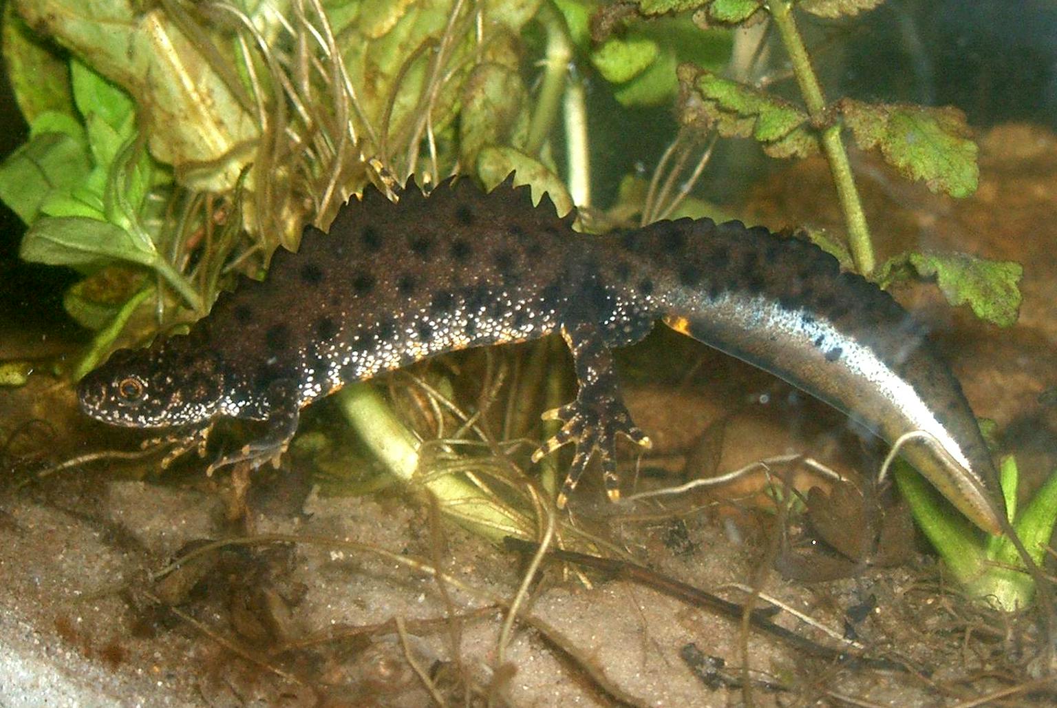 Great Crested Newt