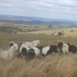Free roaming livestock are a feature of the upland landscape