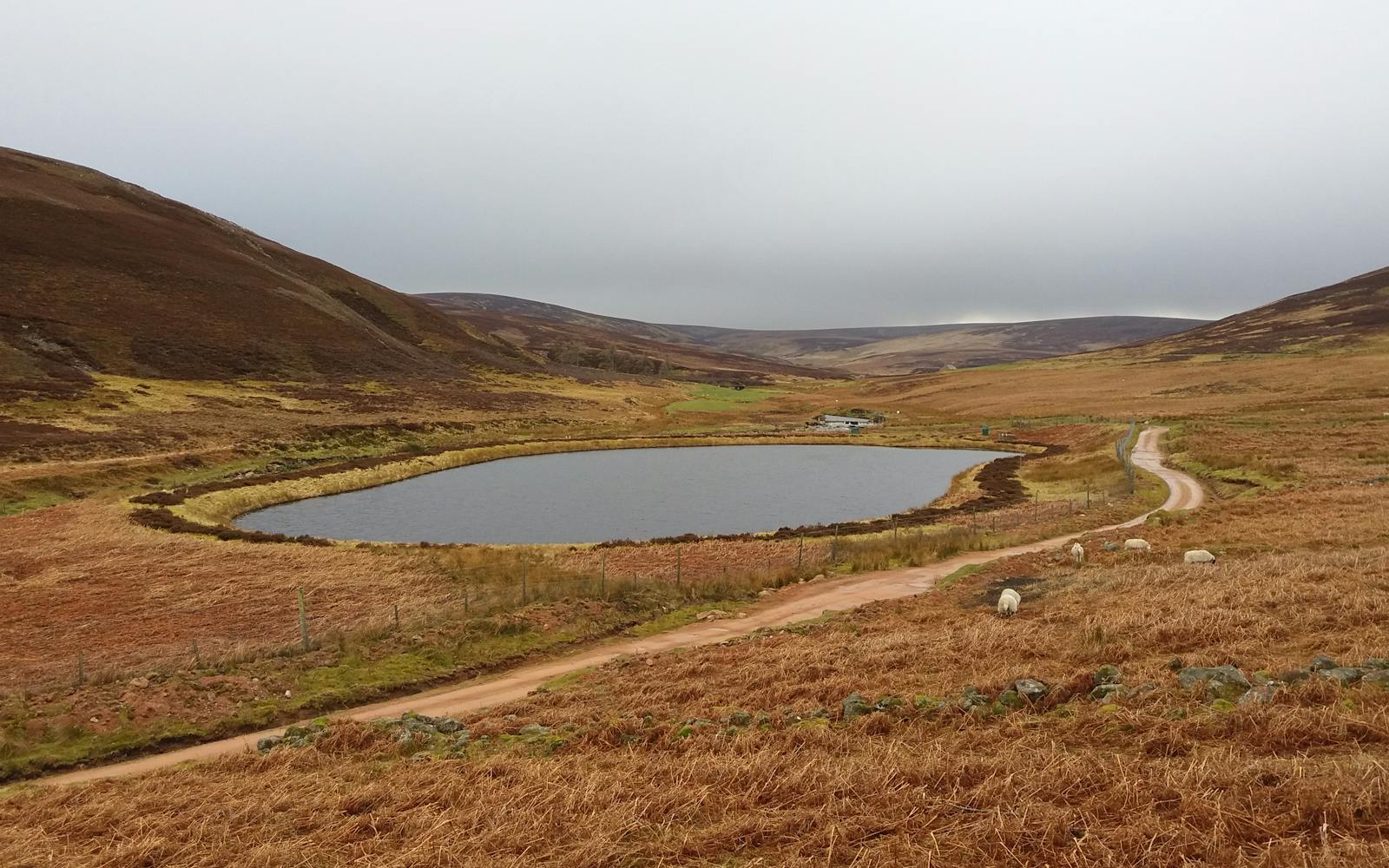 A Scottish loch surrounded by mountains and sheep in fields