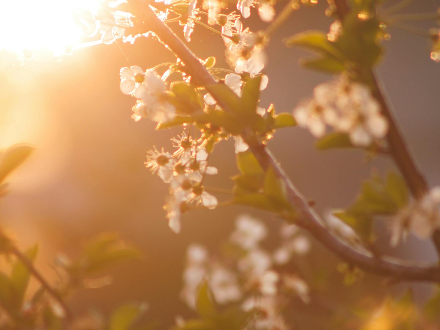 White blossom on tree branches with the sun shining softly through