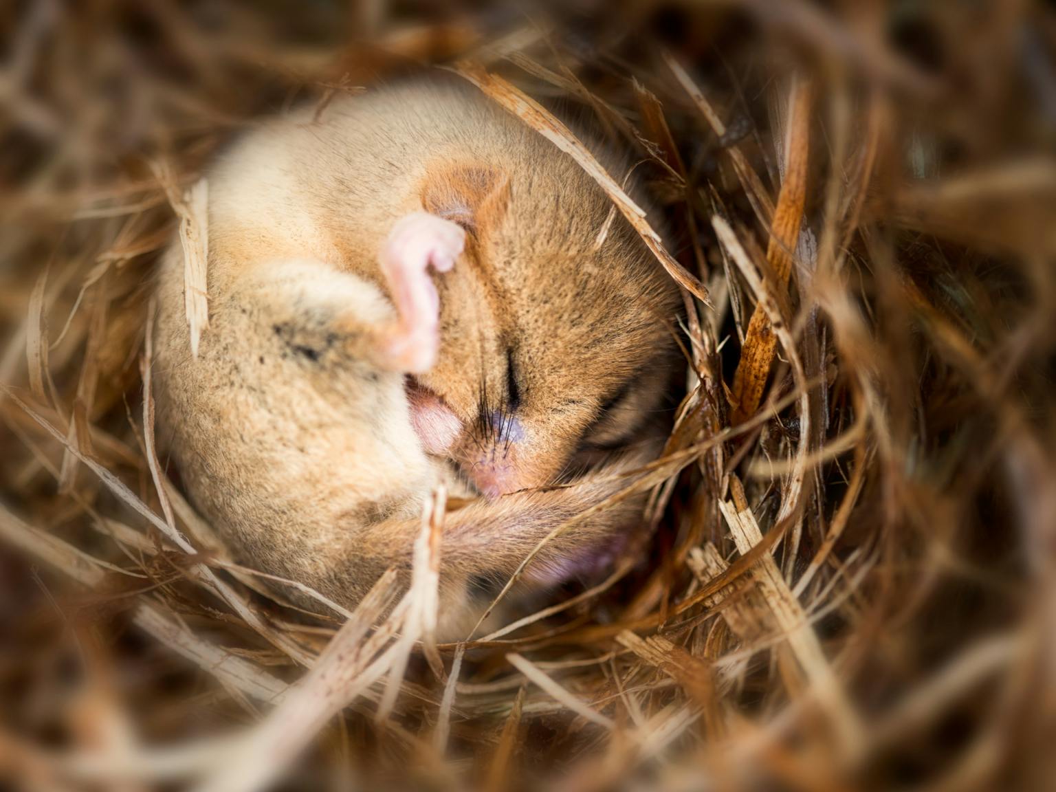 A dormouse curled into a ball sleeping in cosy straw