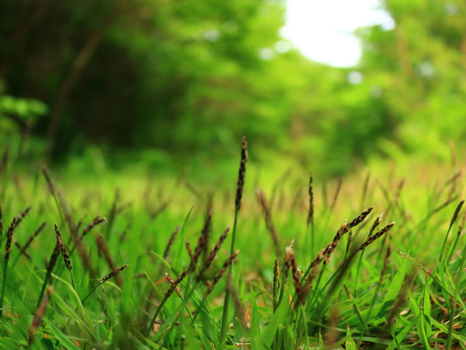 A grassy field with trees in the background
