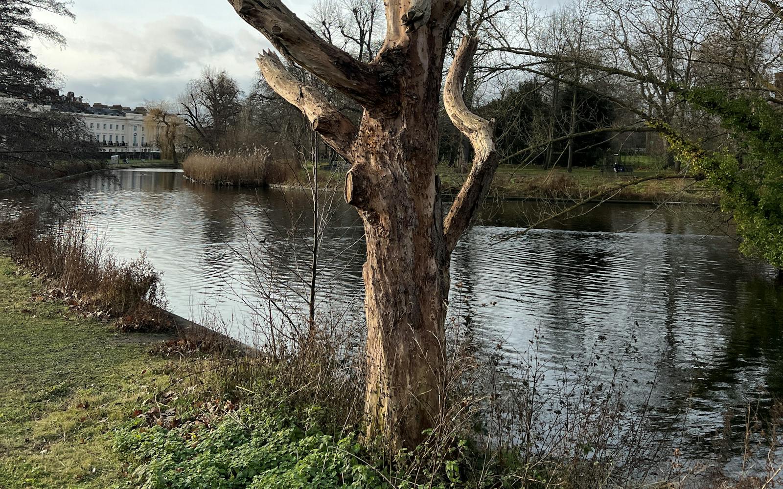 A gnarled, dead tree stands tall beside a calm lake. Bare branches stretch out against a cloudy sky.