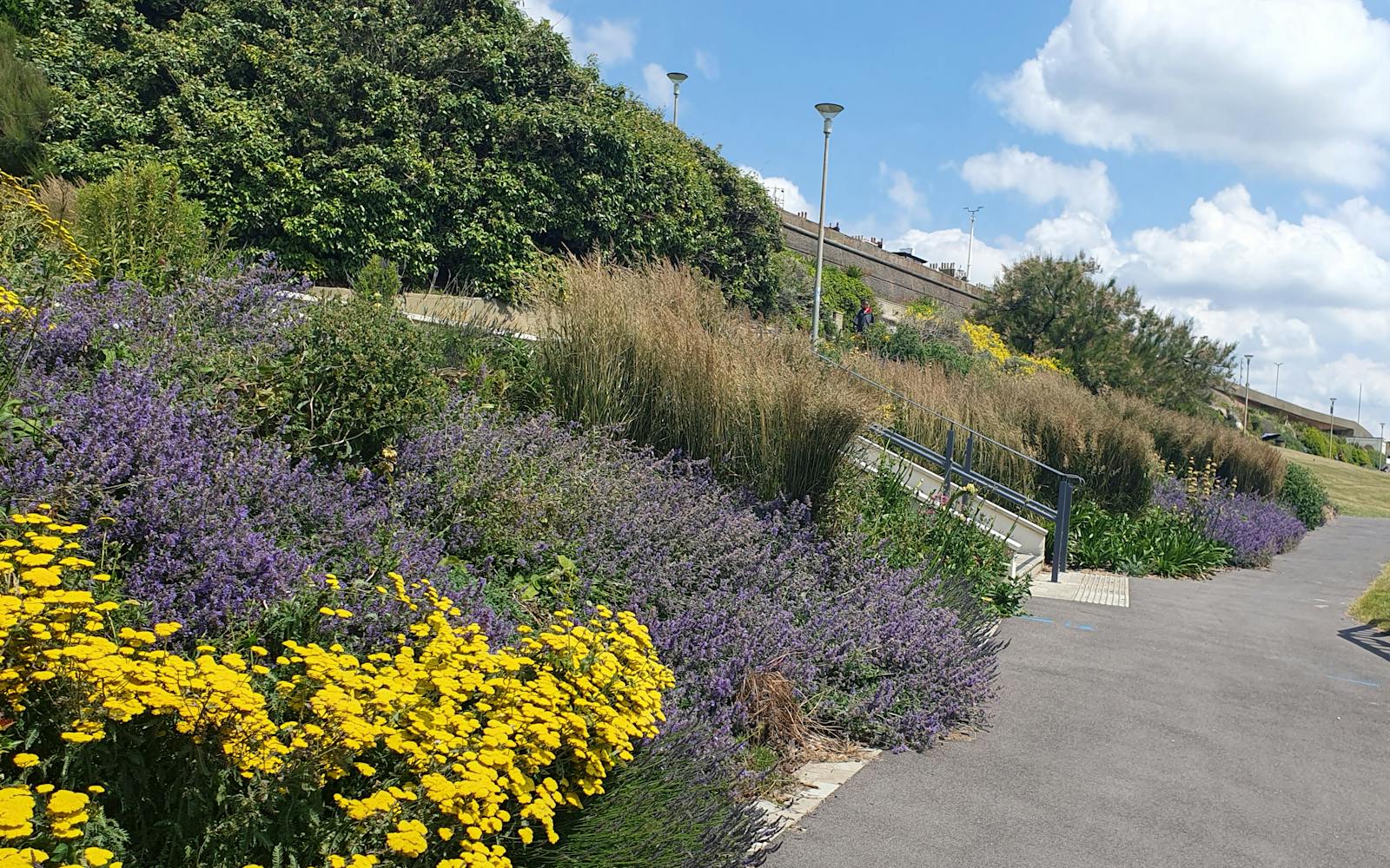 A paved path runs along the edge of a vibrant flower garden. The garden is planted with a variety of colorful flowers, including bright yellow blooms and patches of deep purple flowers. A metal fence with orange barriers runs along the edge of the path.