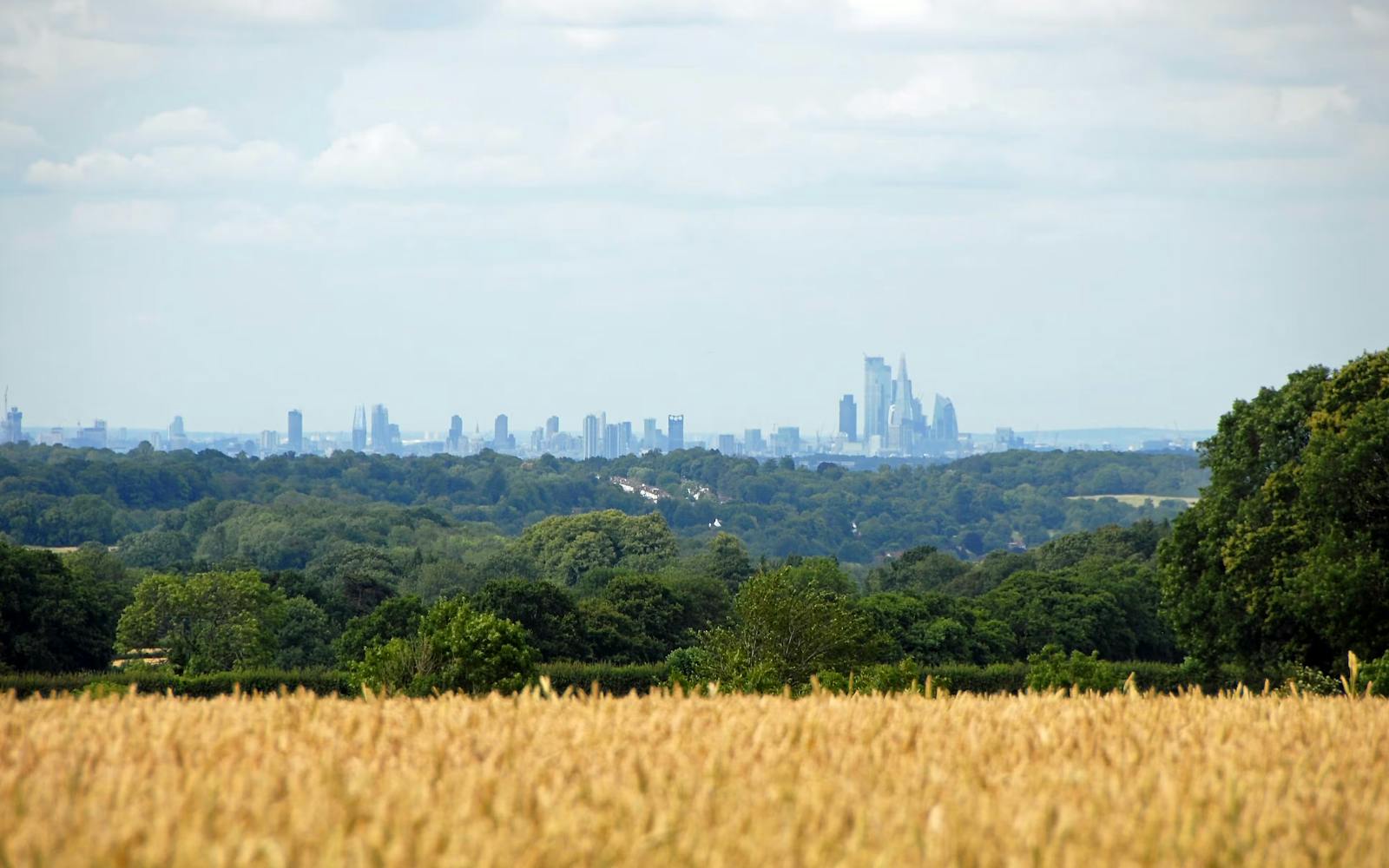 A landscape with a wheat field in the foreground and a city skyline in the background