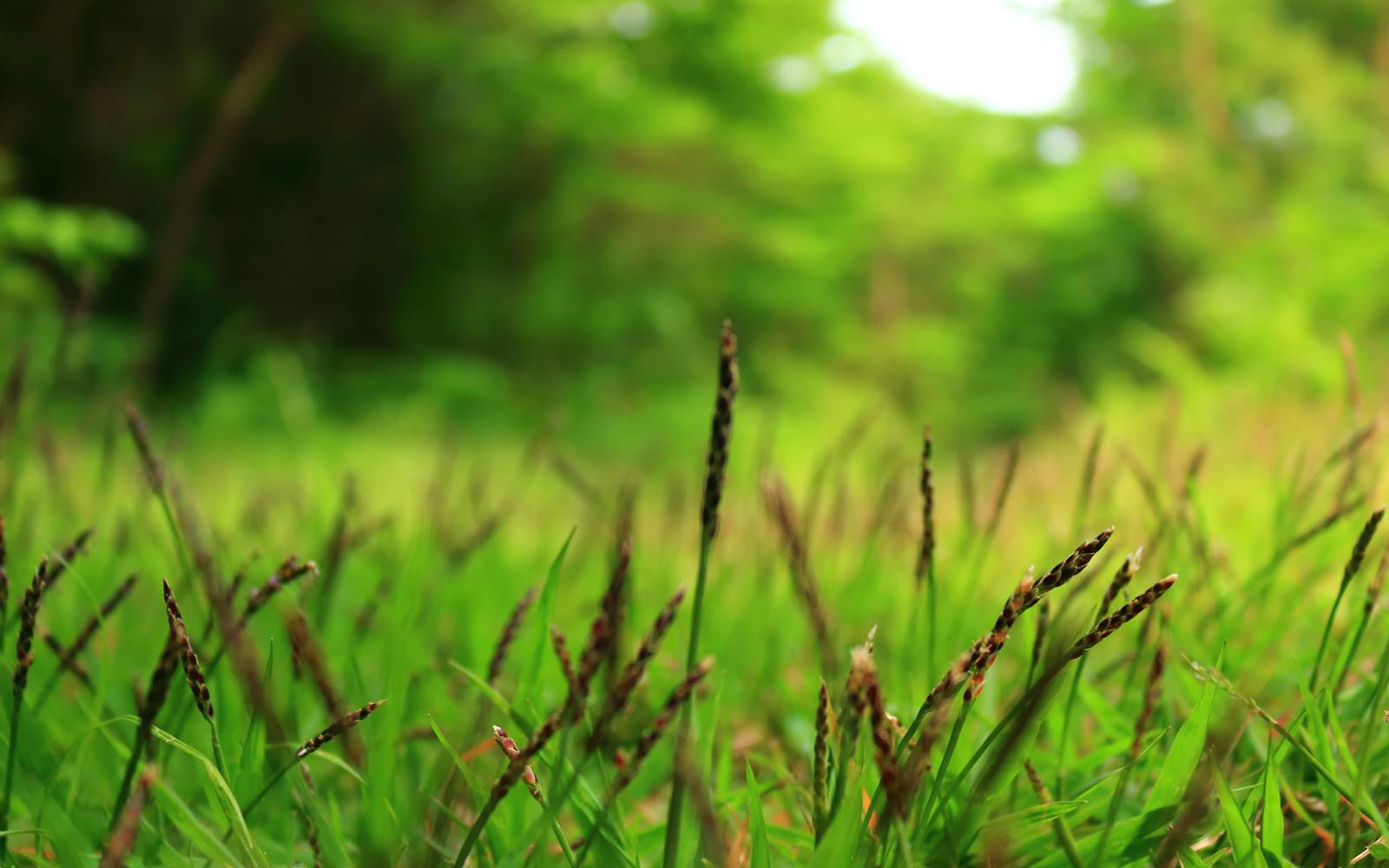 Some grassland