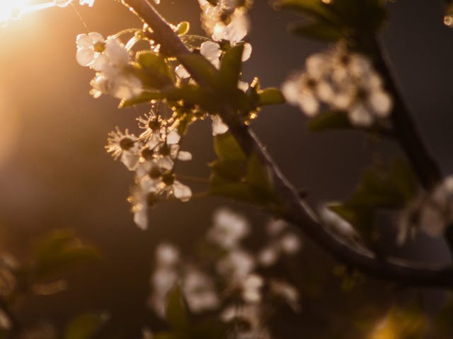 white blossom on a tree branch with sunlight shining through