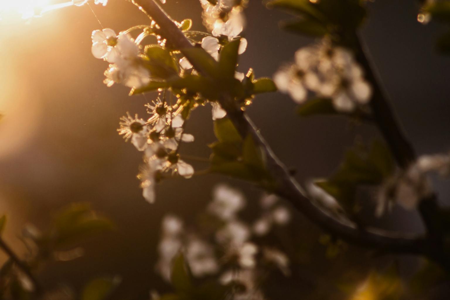 white blossom on a tree branch with sunlight shining through