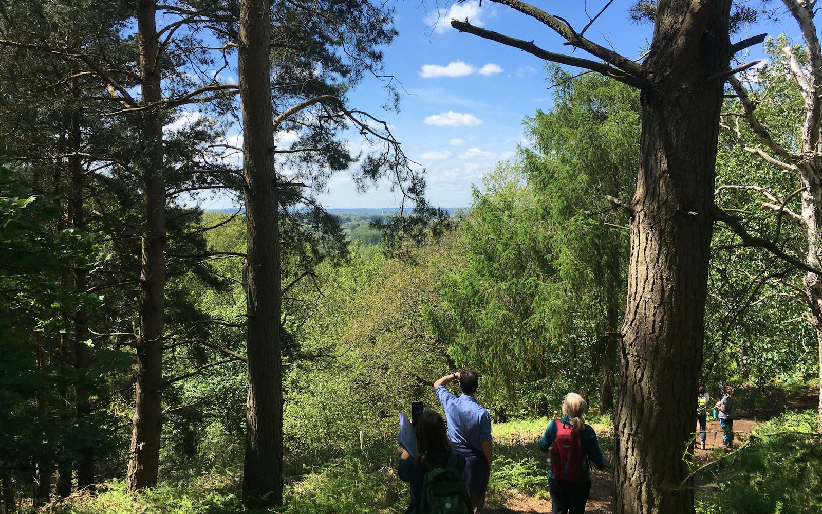 Some people walking through trees and woodland with greenery and blue skies overhead