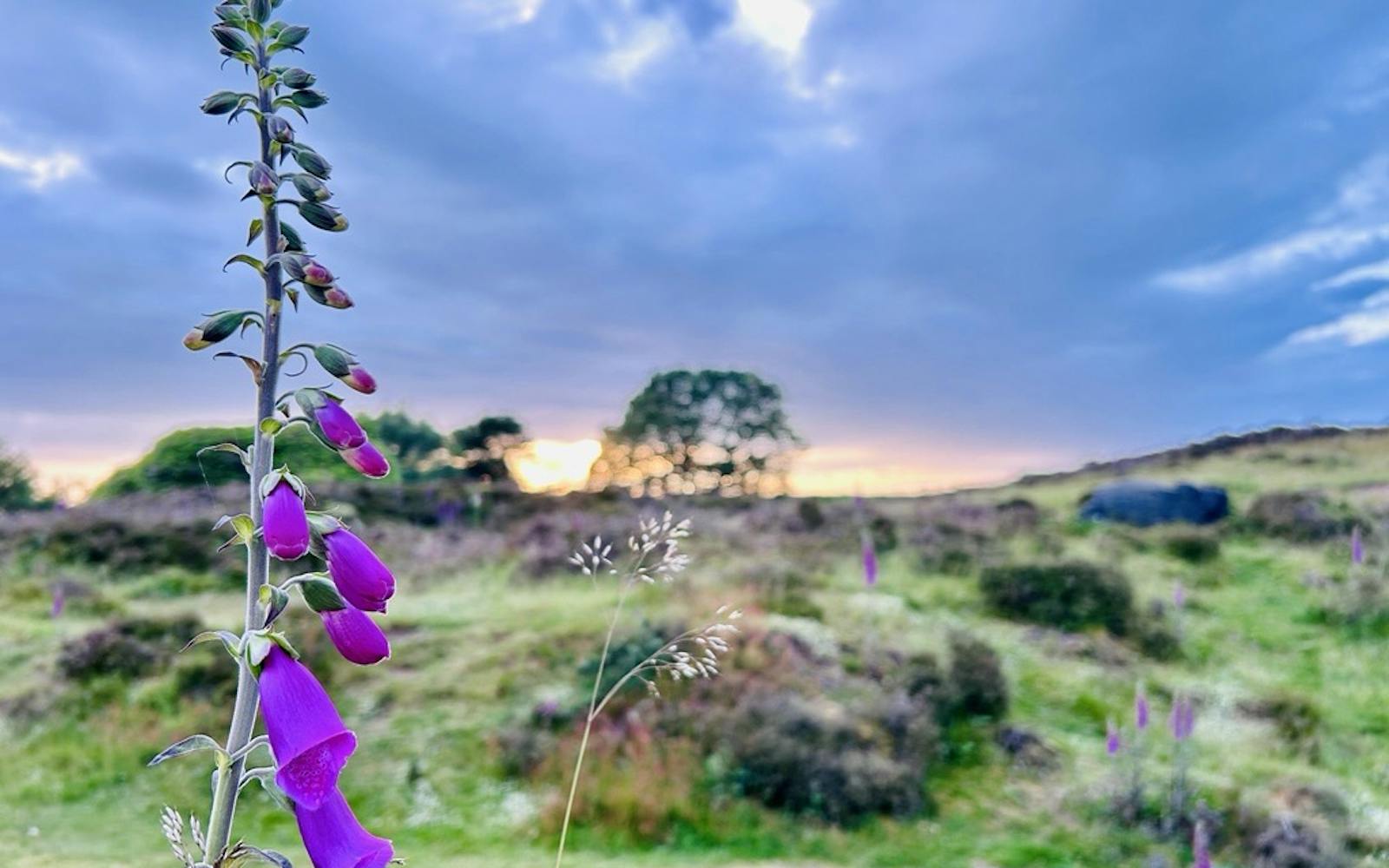 A Derbyshire landscape with foxglove flowers in the foreground and moors in the background