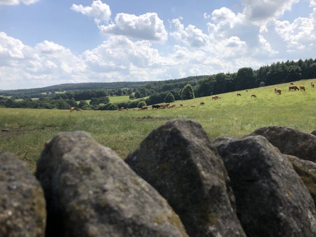 A Derbyshire landscape with cows grazing in the distance and a stone wall in the foreground