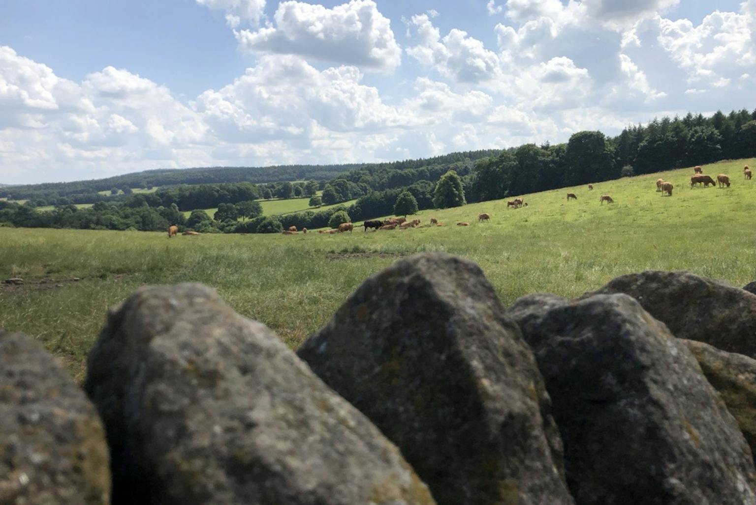A Derbyshire landscape with cows grazing in the distance and a stone wall in the foreground