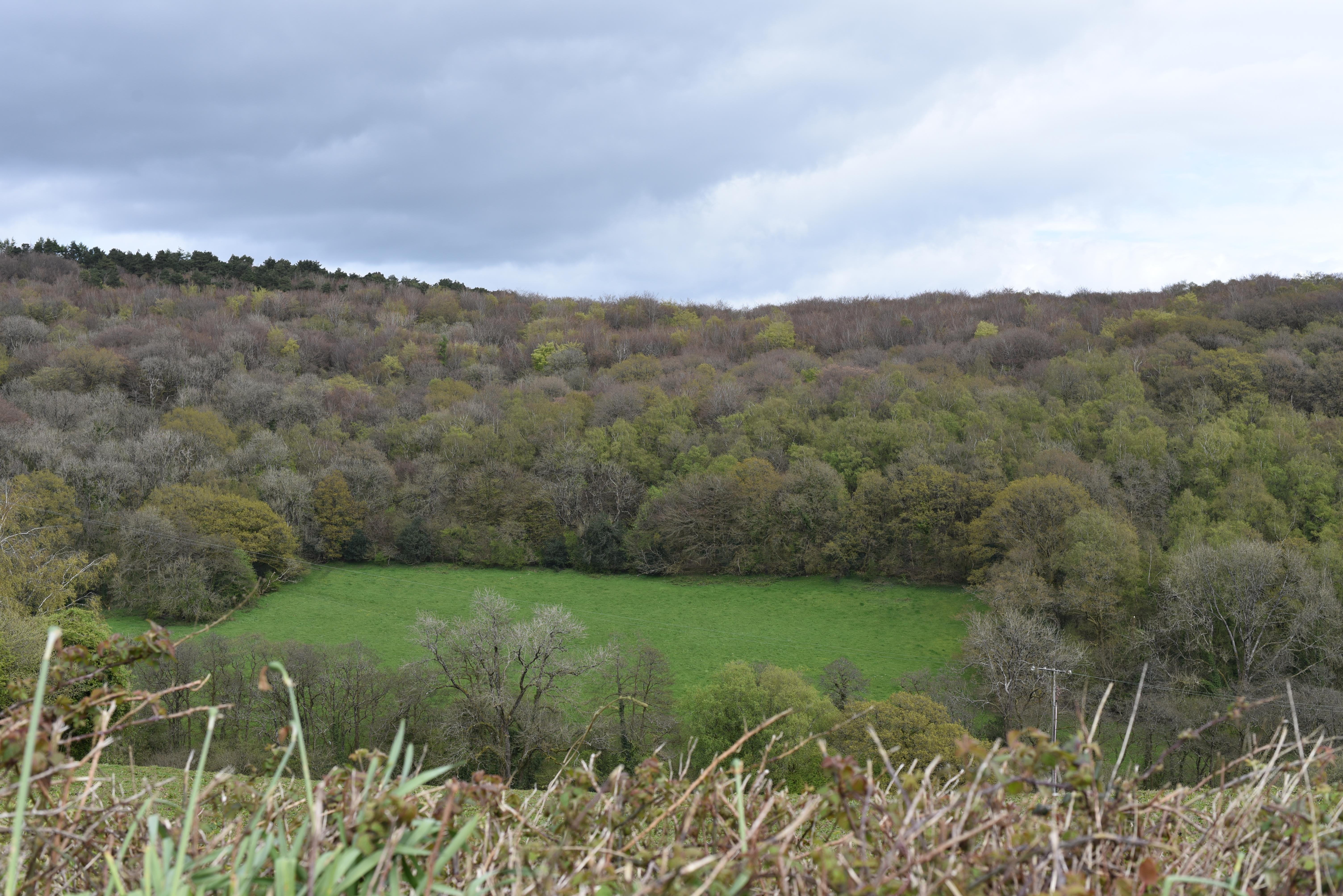 A wide view of a green valley with a mix of deciduous trees, some with fresh spring leaves, under an overcast sky.