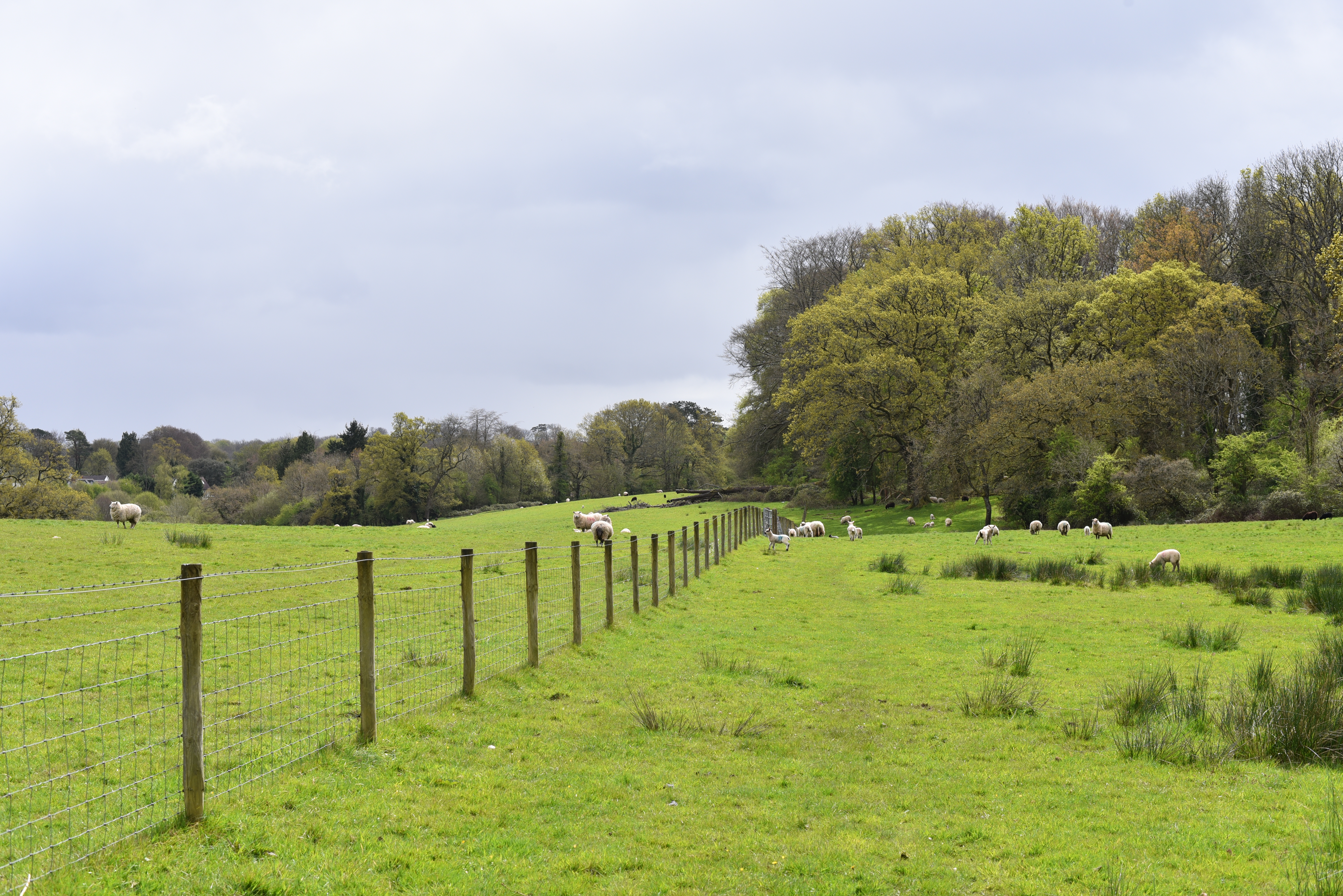 A green field with sheep grazing, bordered by a fence and trees, under an overcast sky.