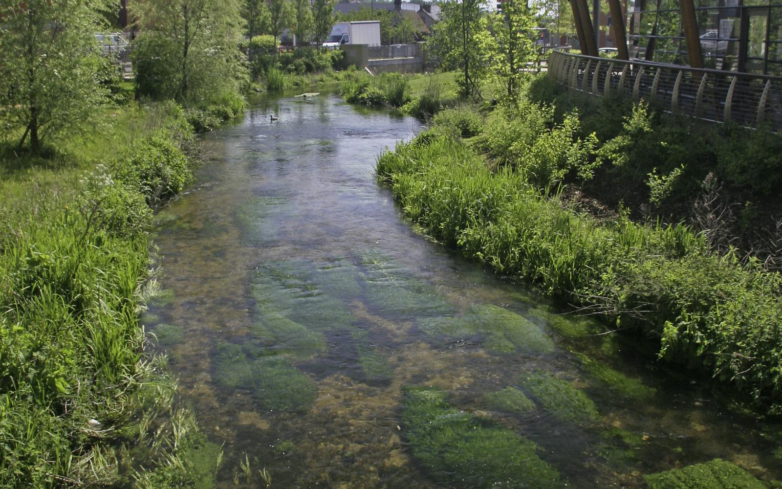 A chalk stream bed surrounded by green foliage and trees next to houses