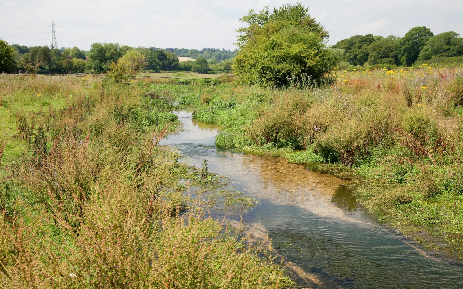A chalk stream surrounded by green foliage and trees with a town in the background