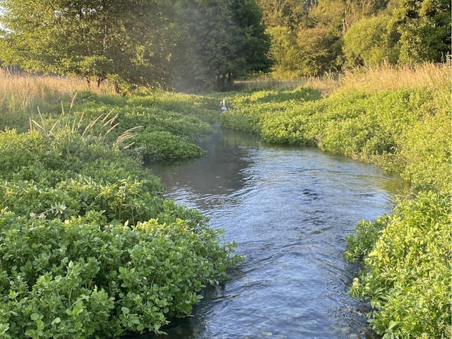 A chalk stream bed surrounded by green foliage and trees