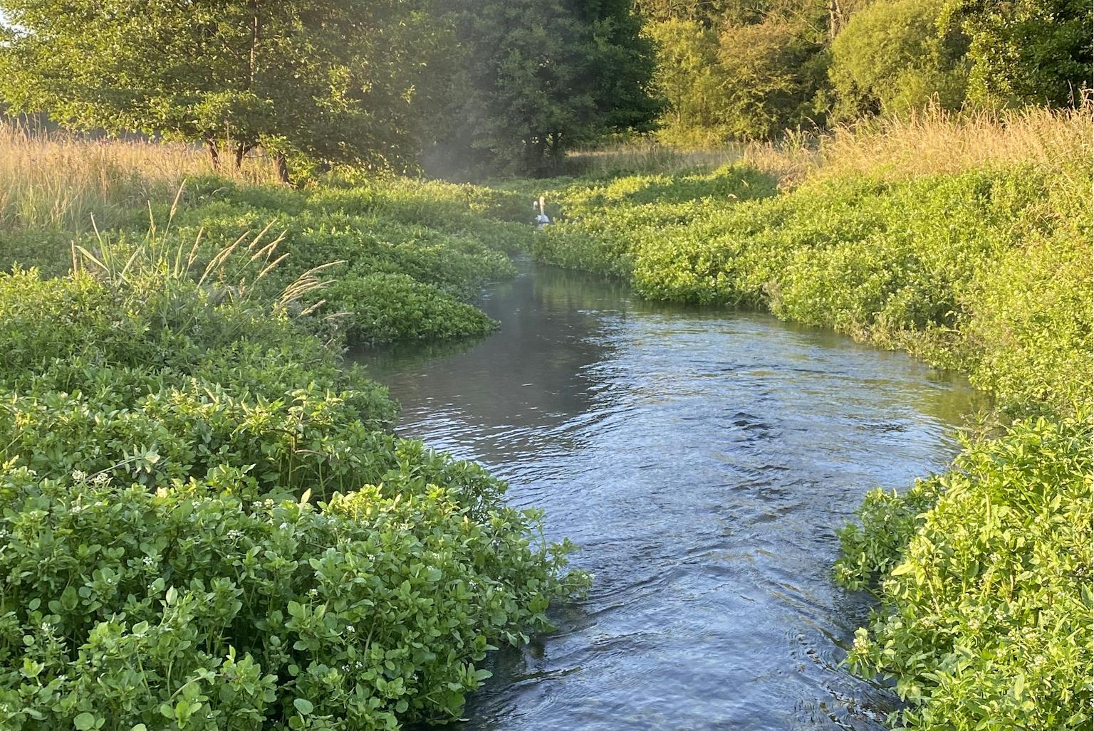 A chalk stream bed surrounded by green foliage and trees