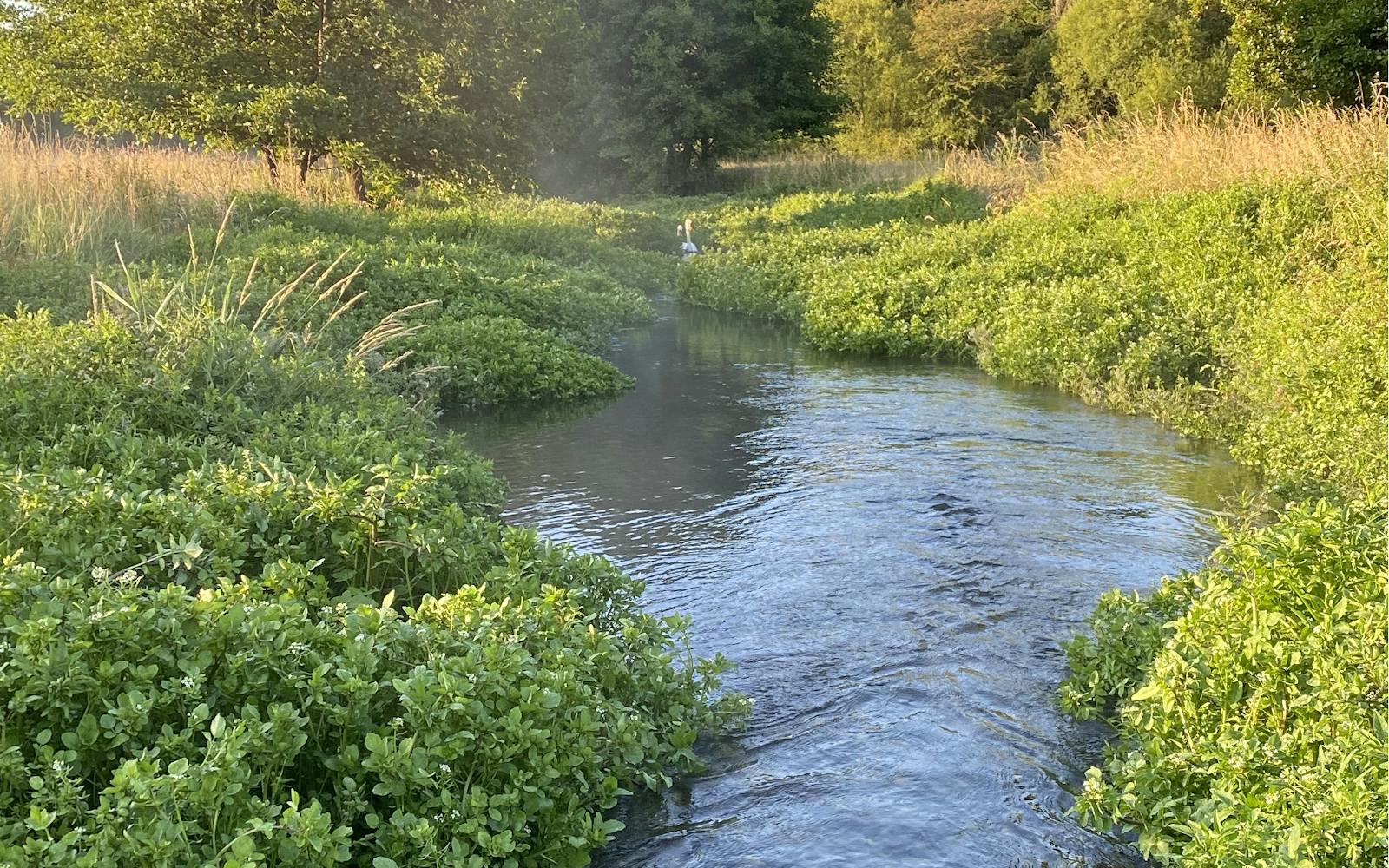 A chalk stream bed surrounded by green foliage and trees