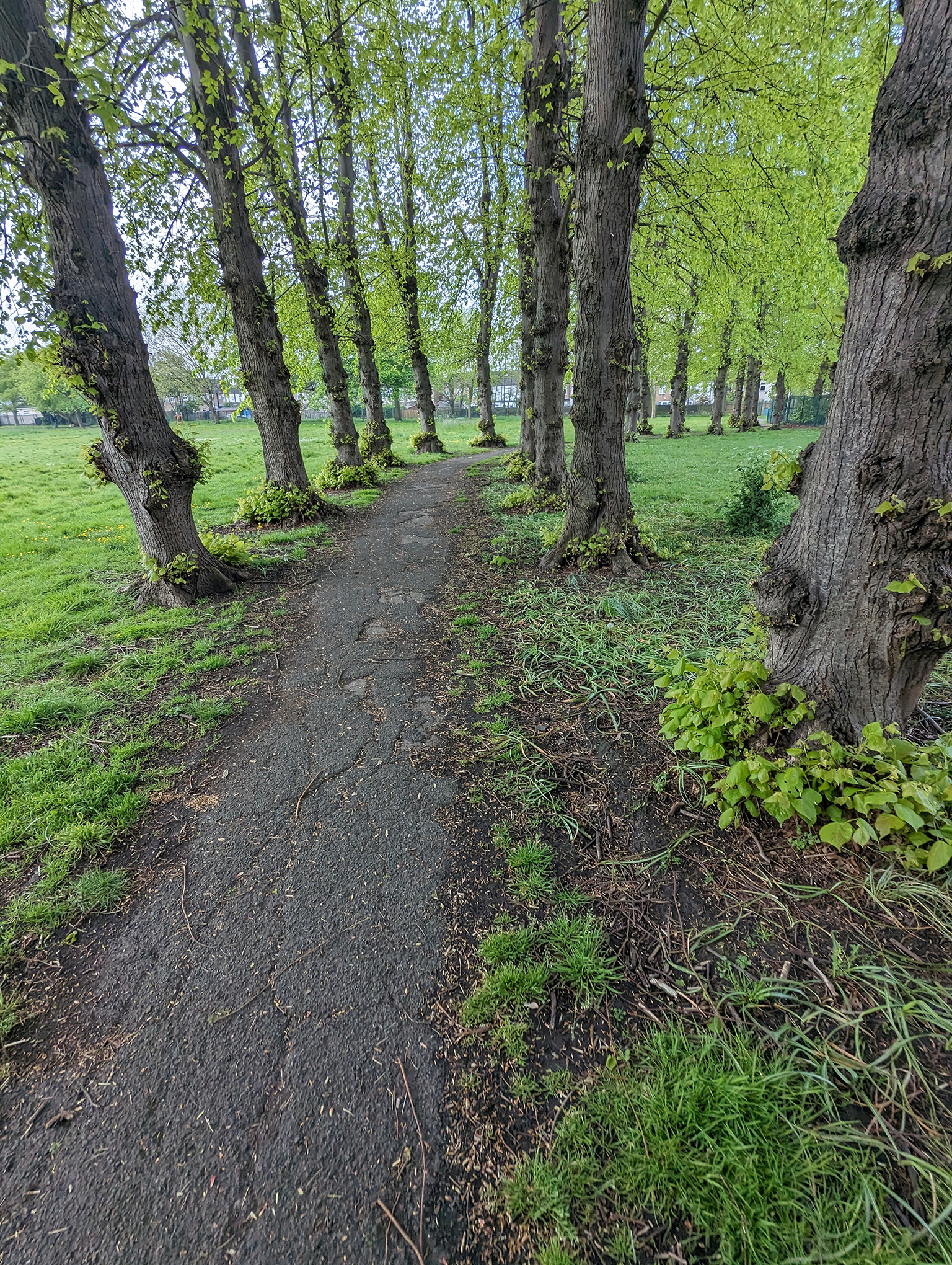A path in a green park