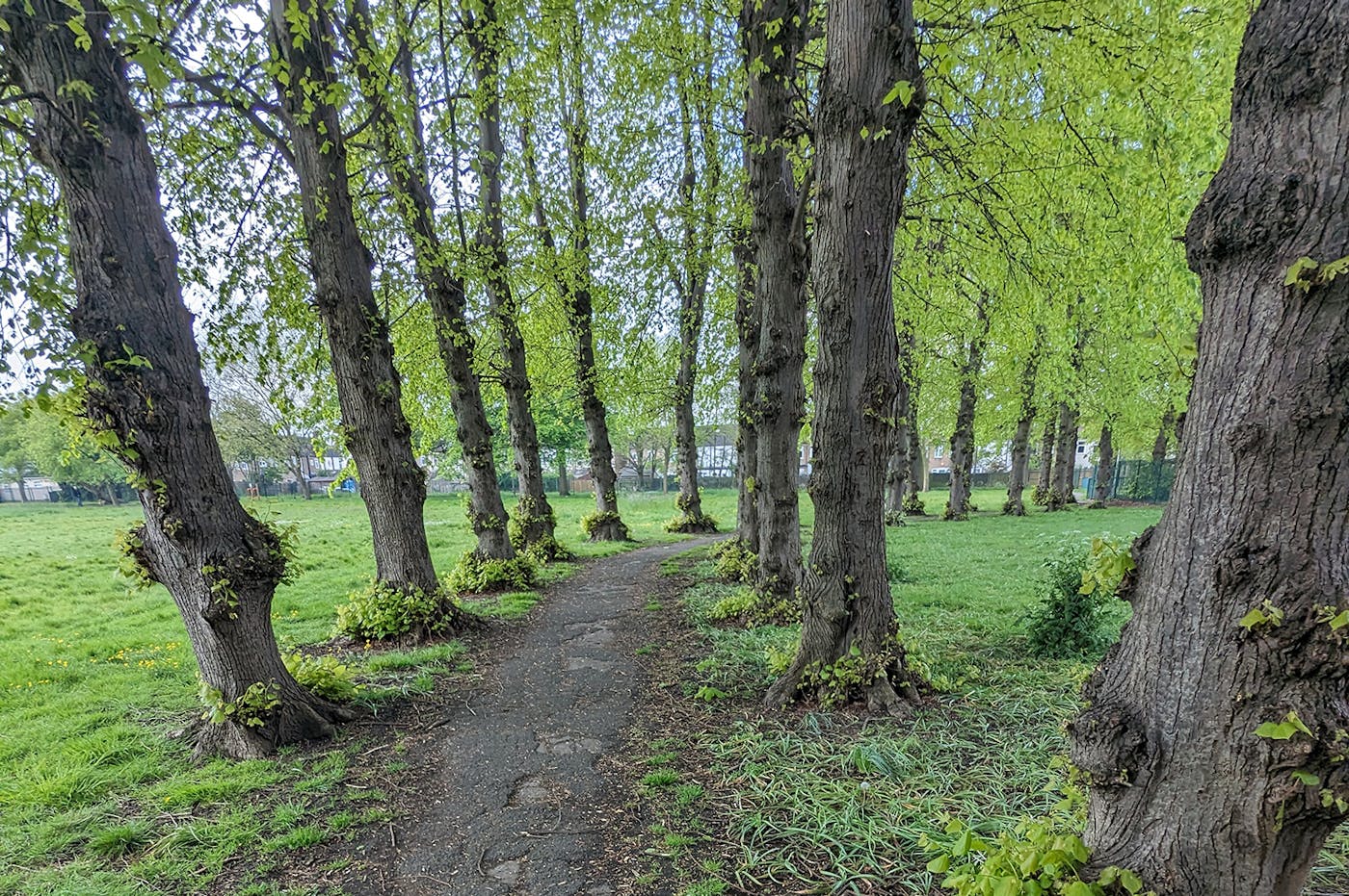 A path in a green park