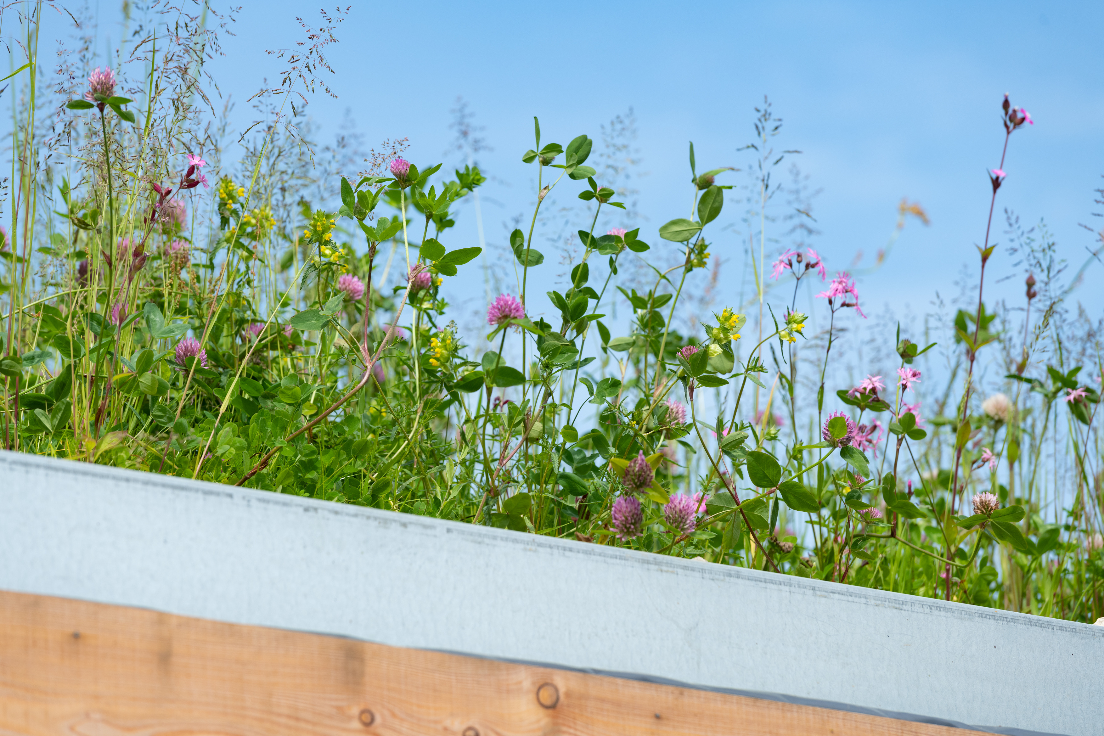 a group of plants on a roof