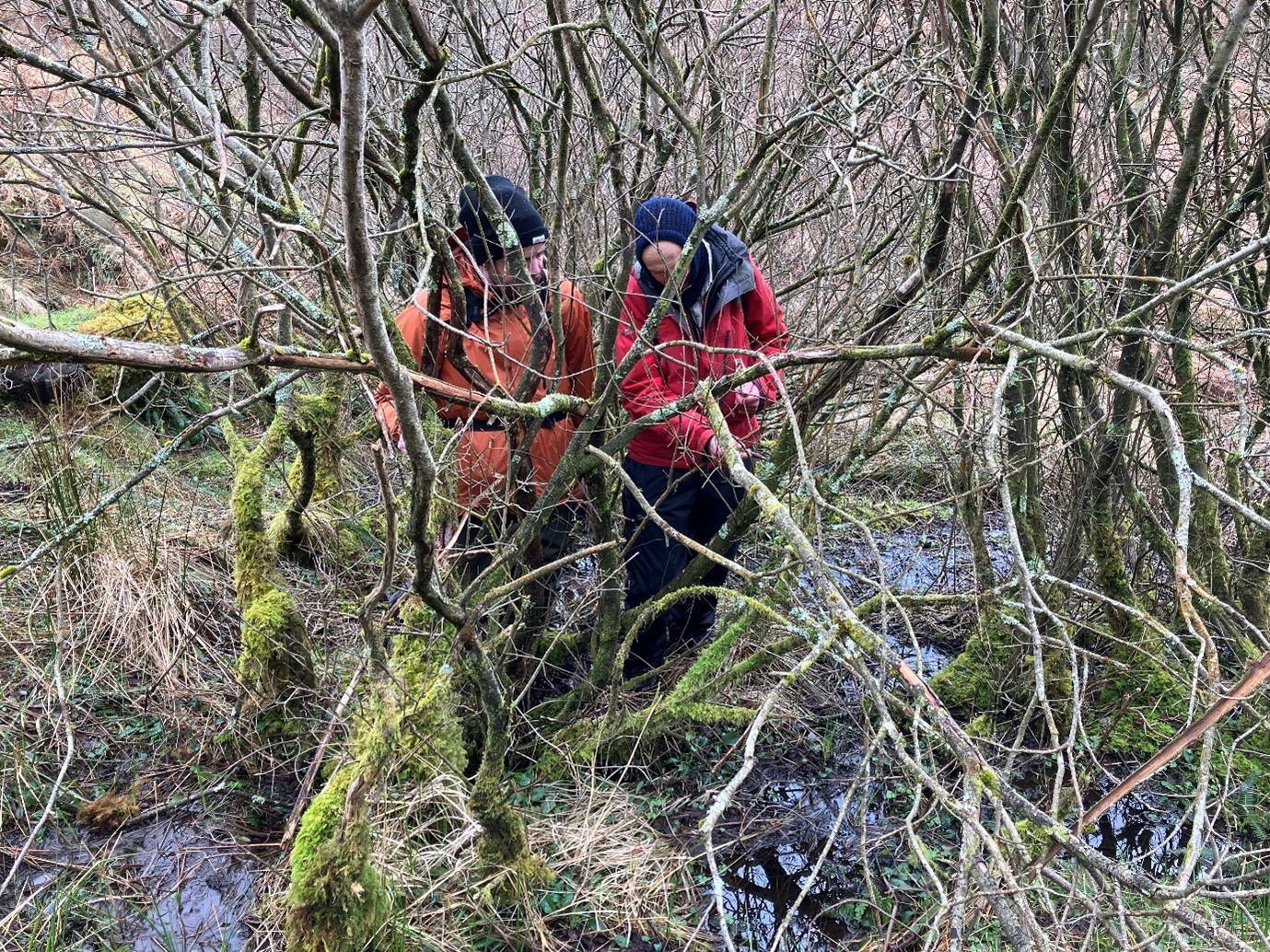 Two people standing behind tree branches