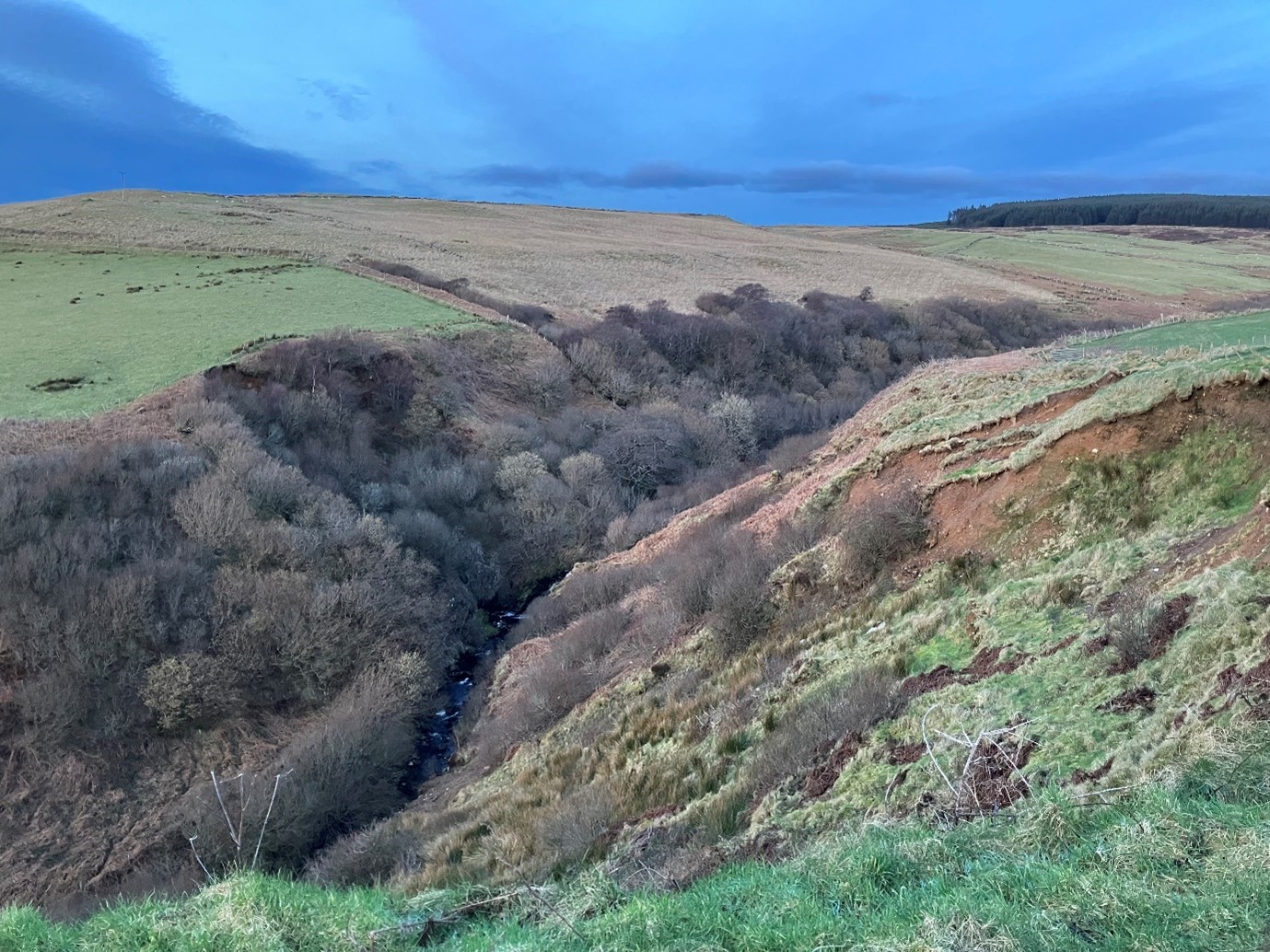Overview of woodland in Hannah’s land