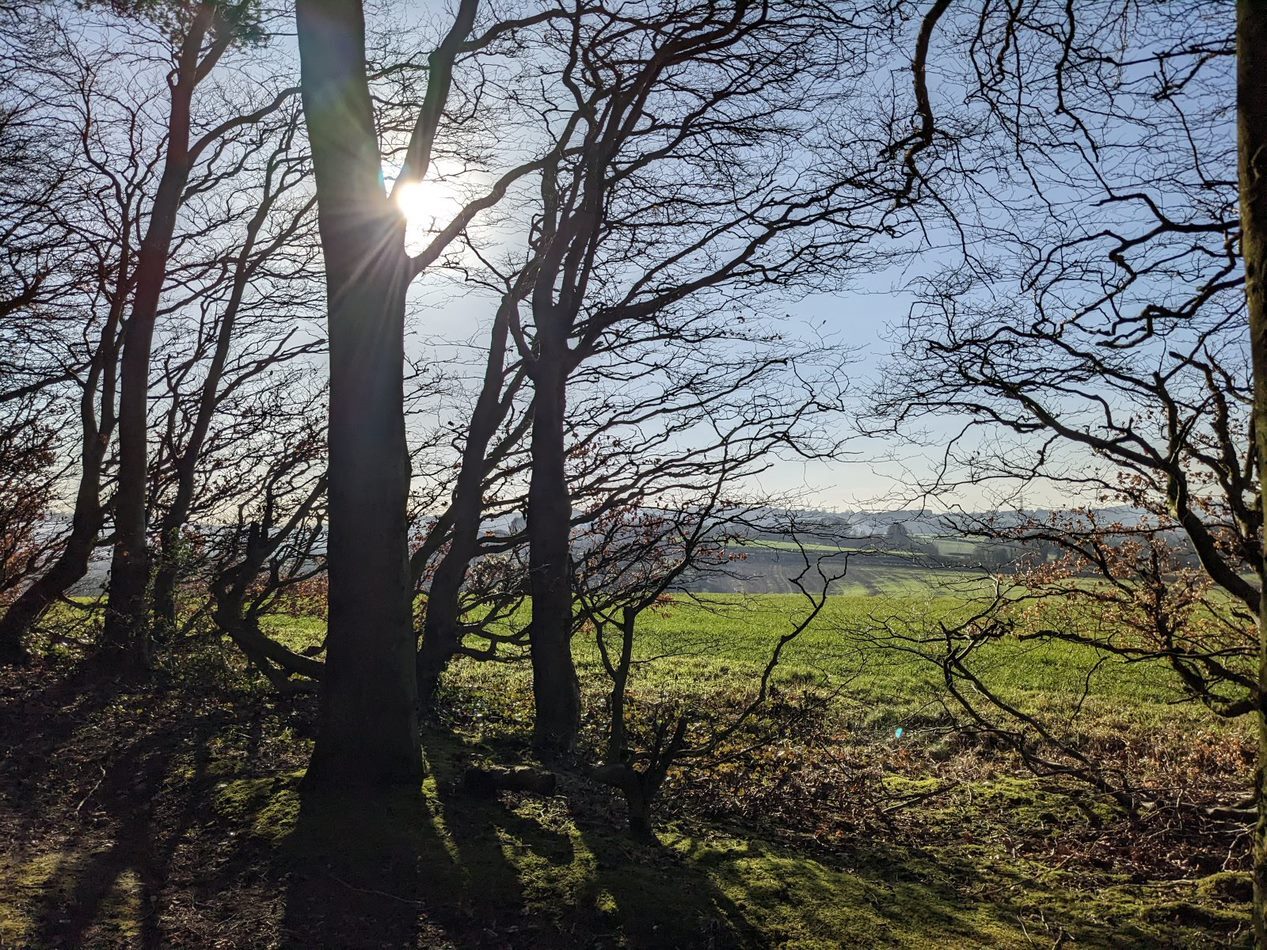 a group of trees in a field