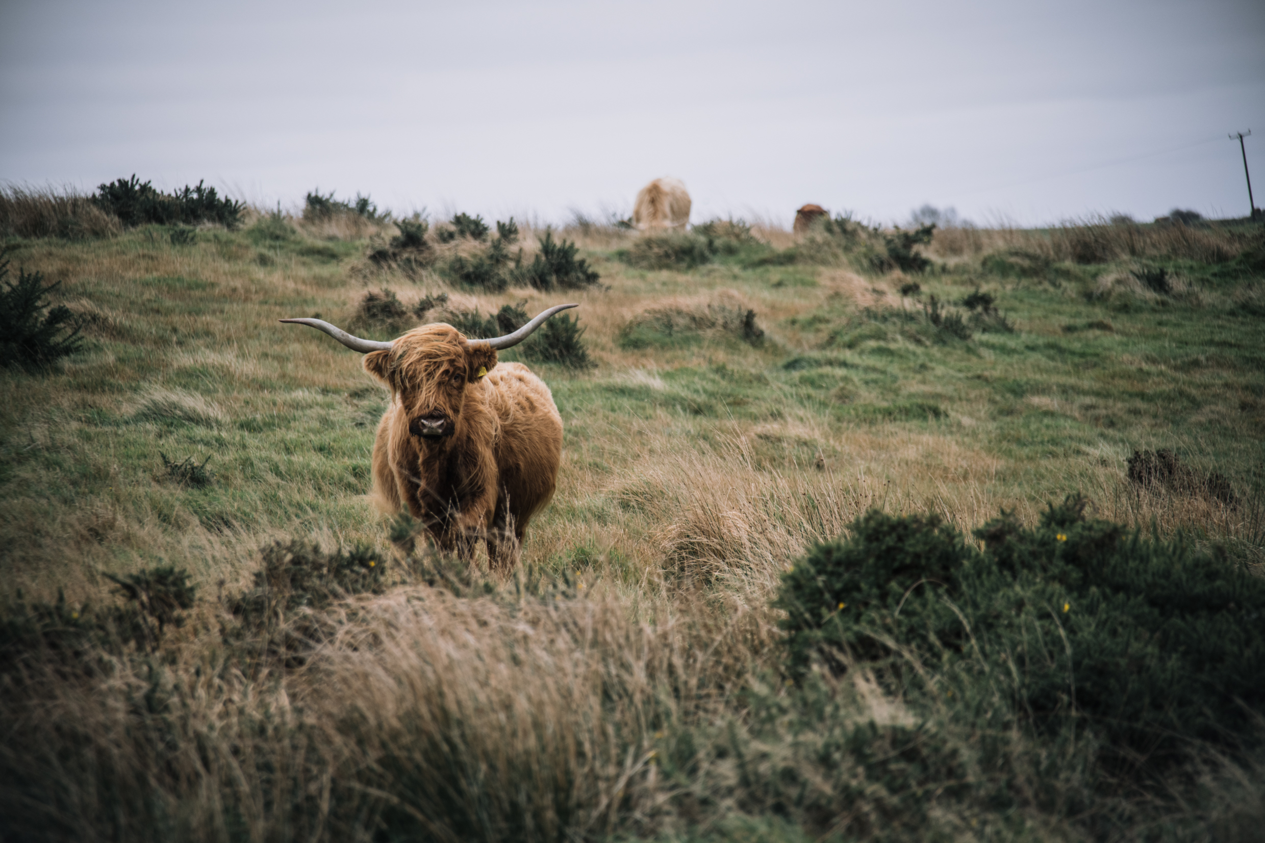 a cow with horns standing in a field