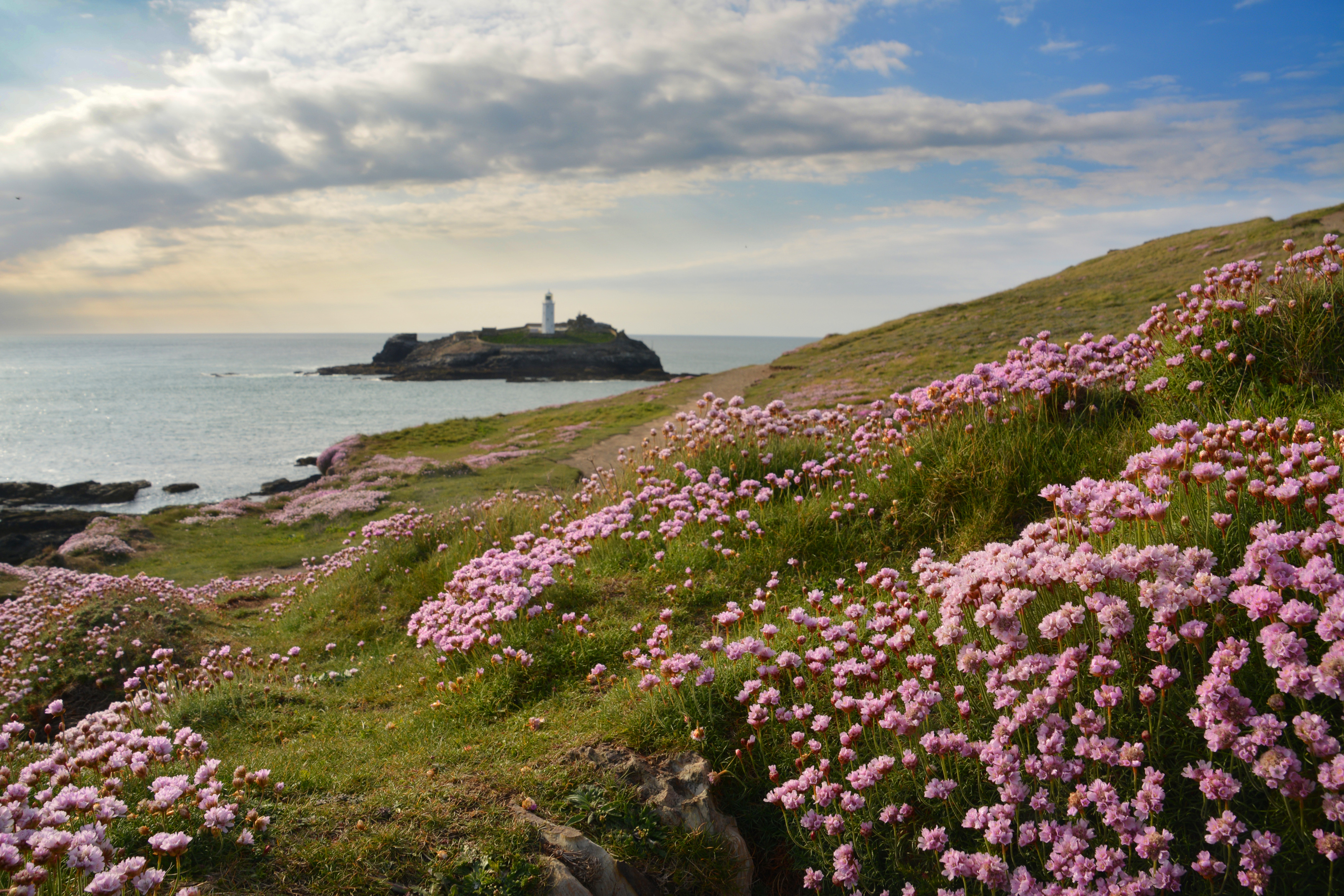 a field of purple flowers on a hill with a lighthouse in the background