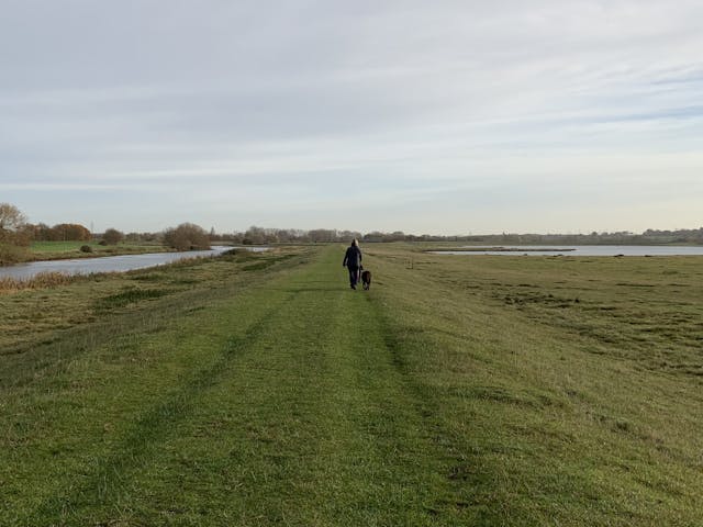 dog walking in a field