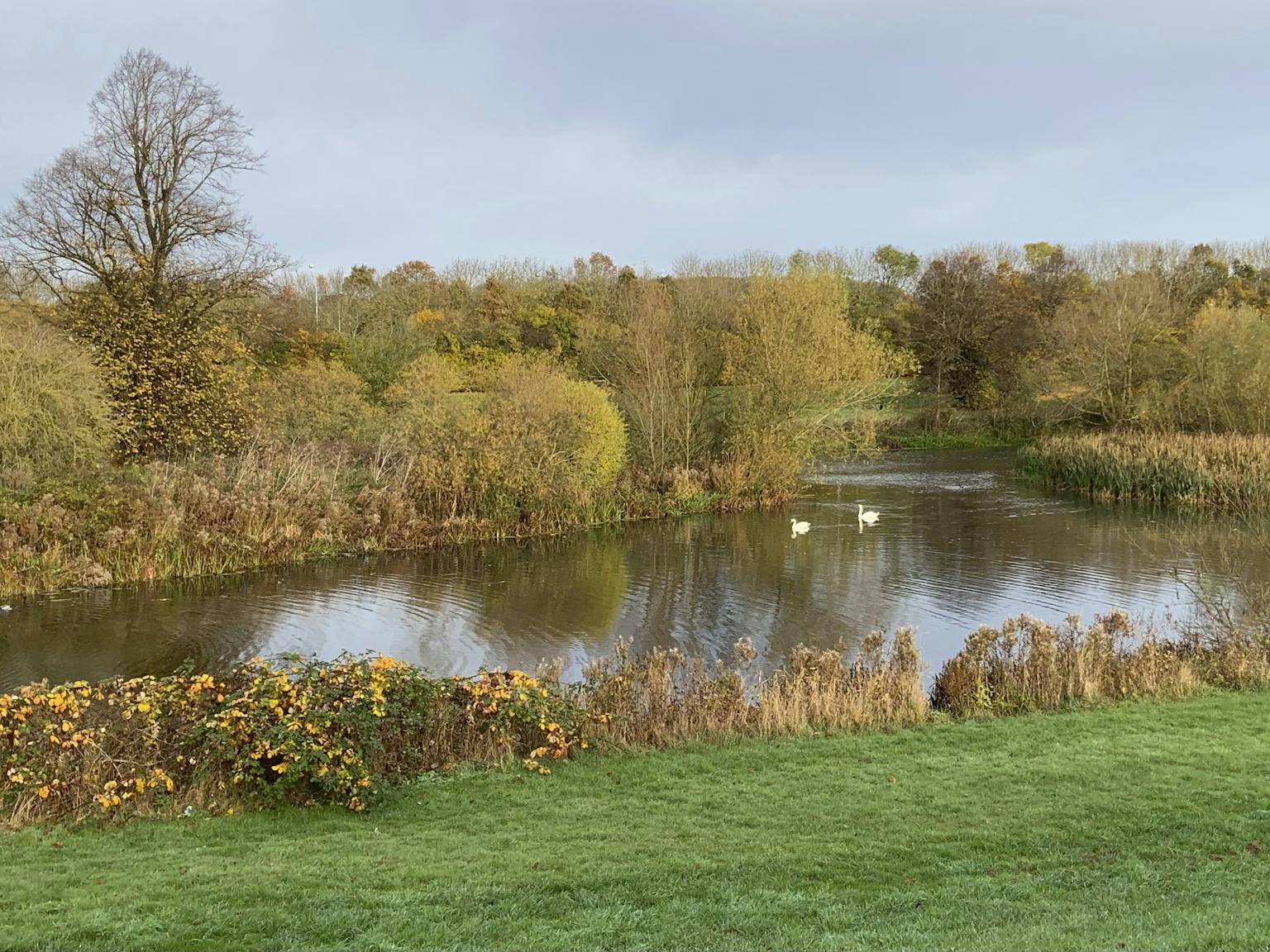 a pond with trees and grass