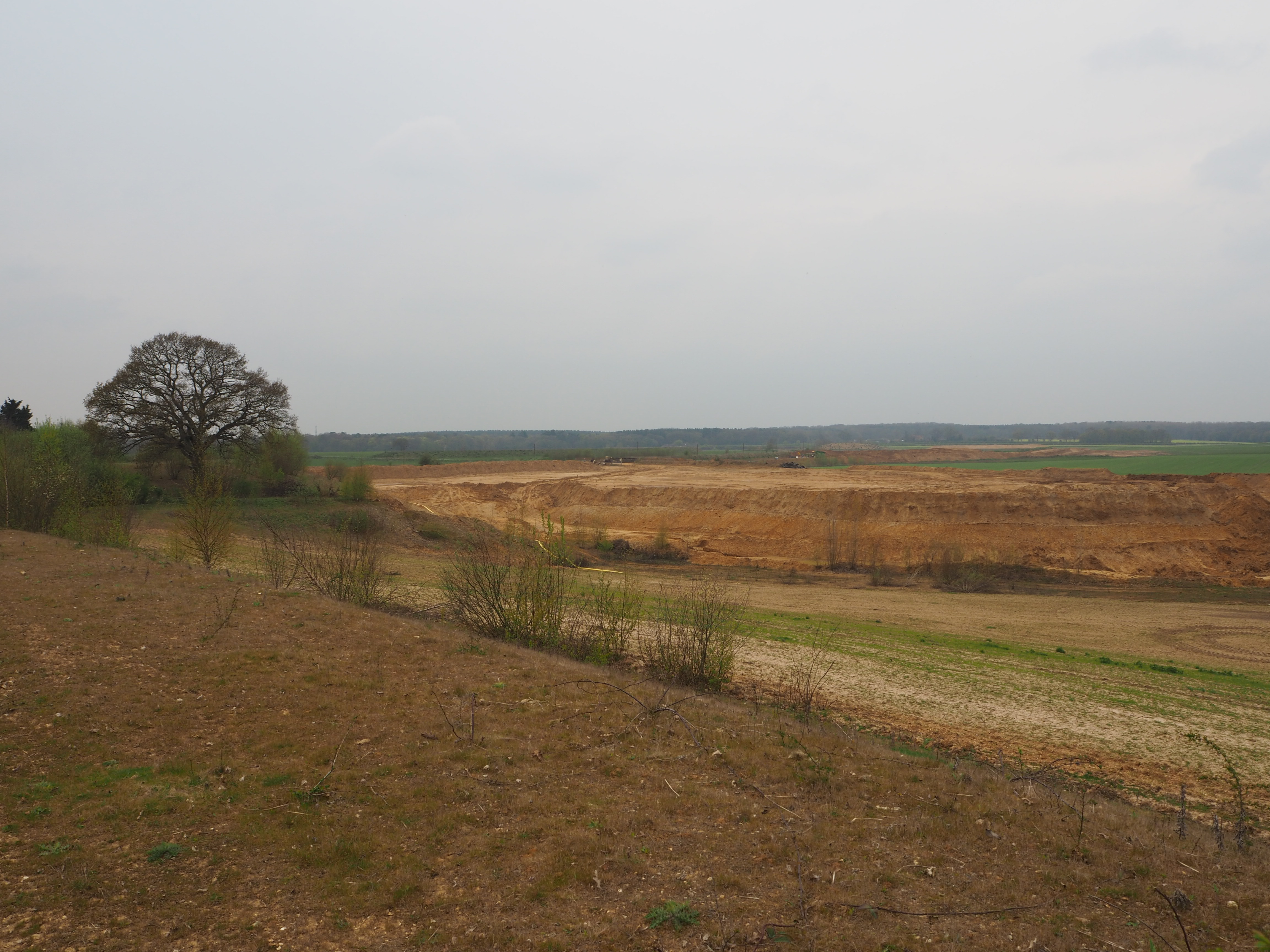 a field with a tree and dirt