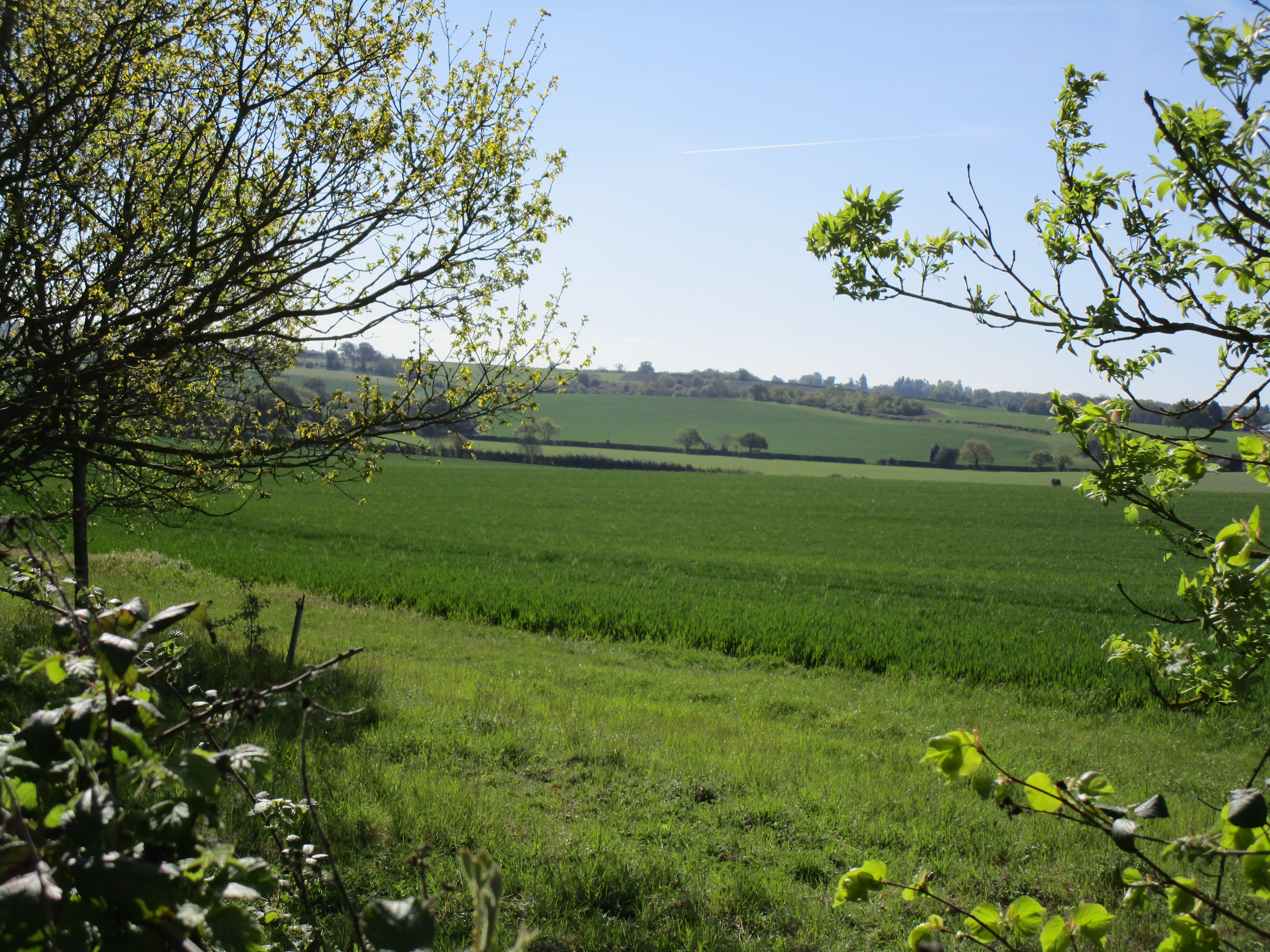 a green field with trees and blue sky