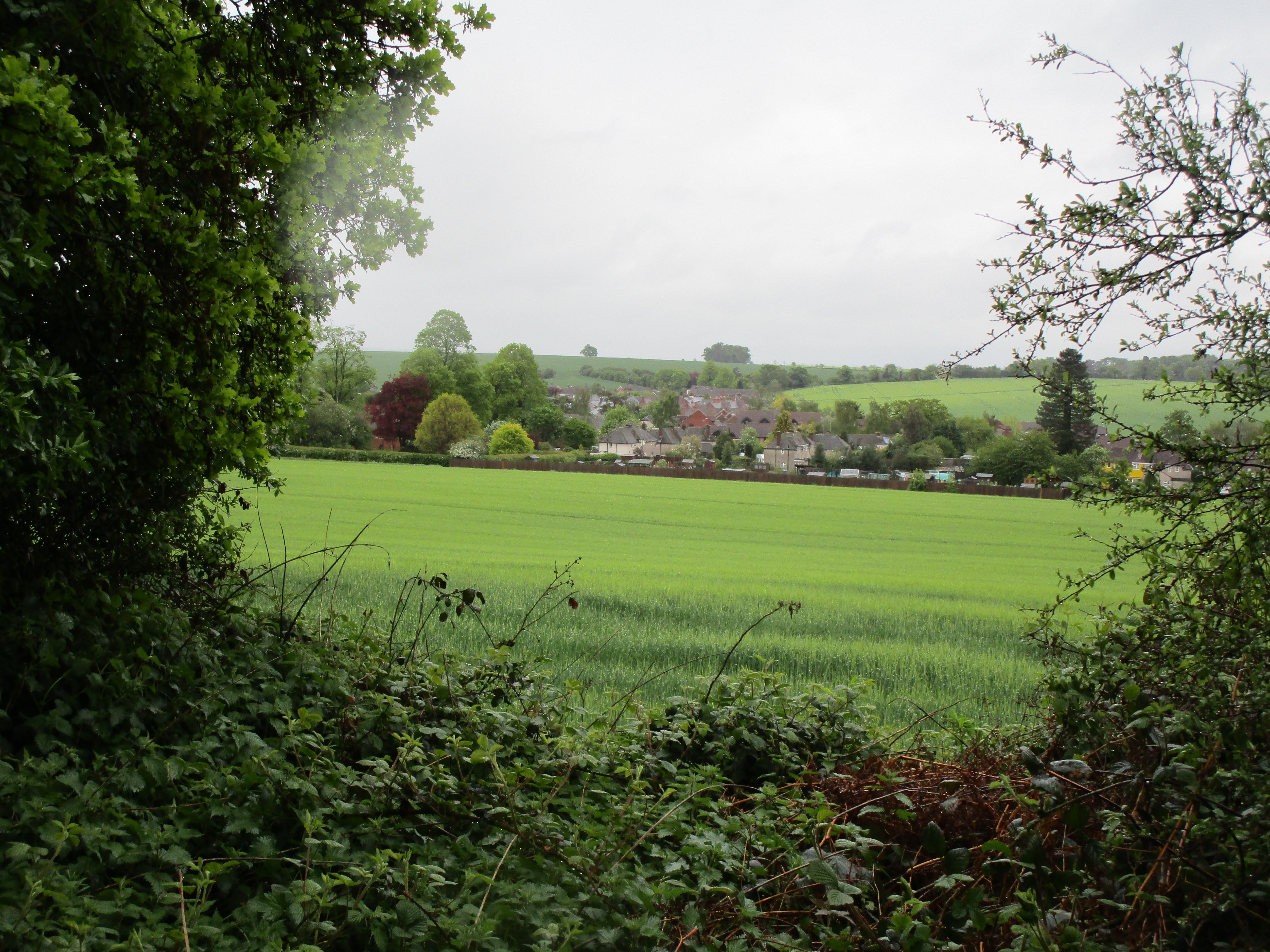 a green field with trees and buildings in the background