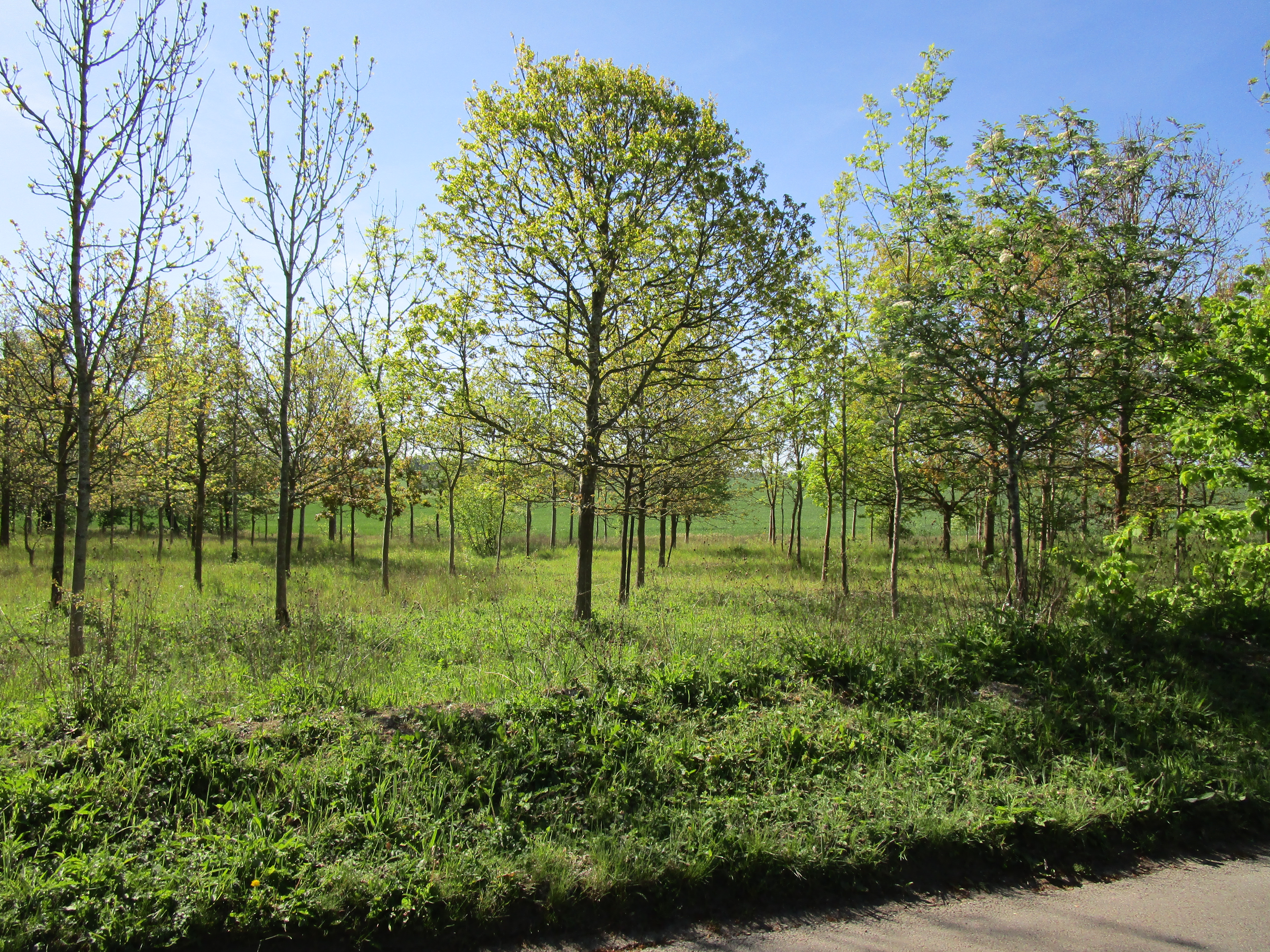a field of trees with grass and a road